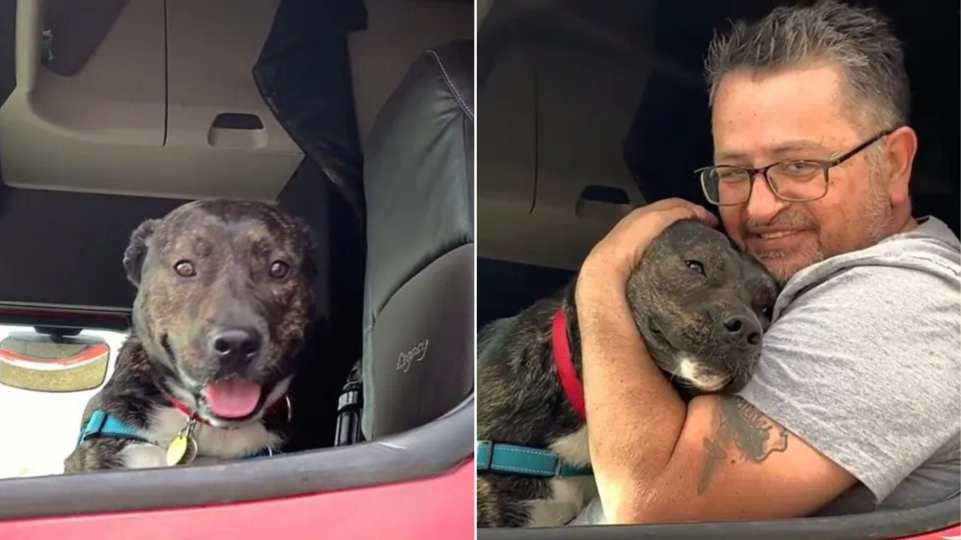 Tears Of Joy As Dog Climbs New Dad’s Car After Spending 372 Days At Illinois Shelter