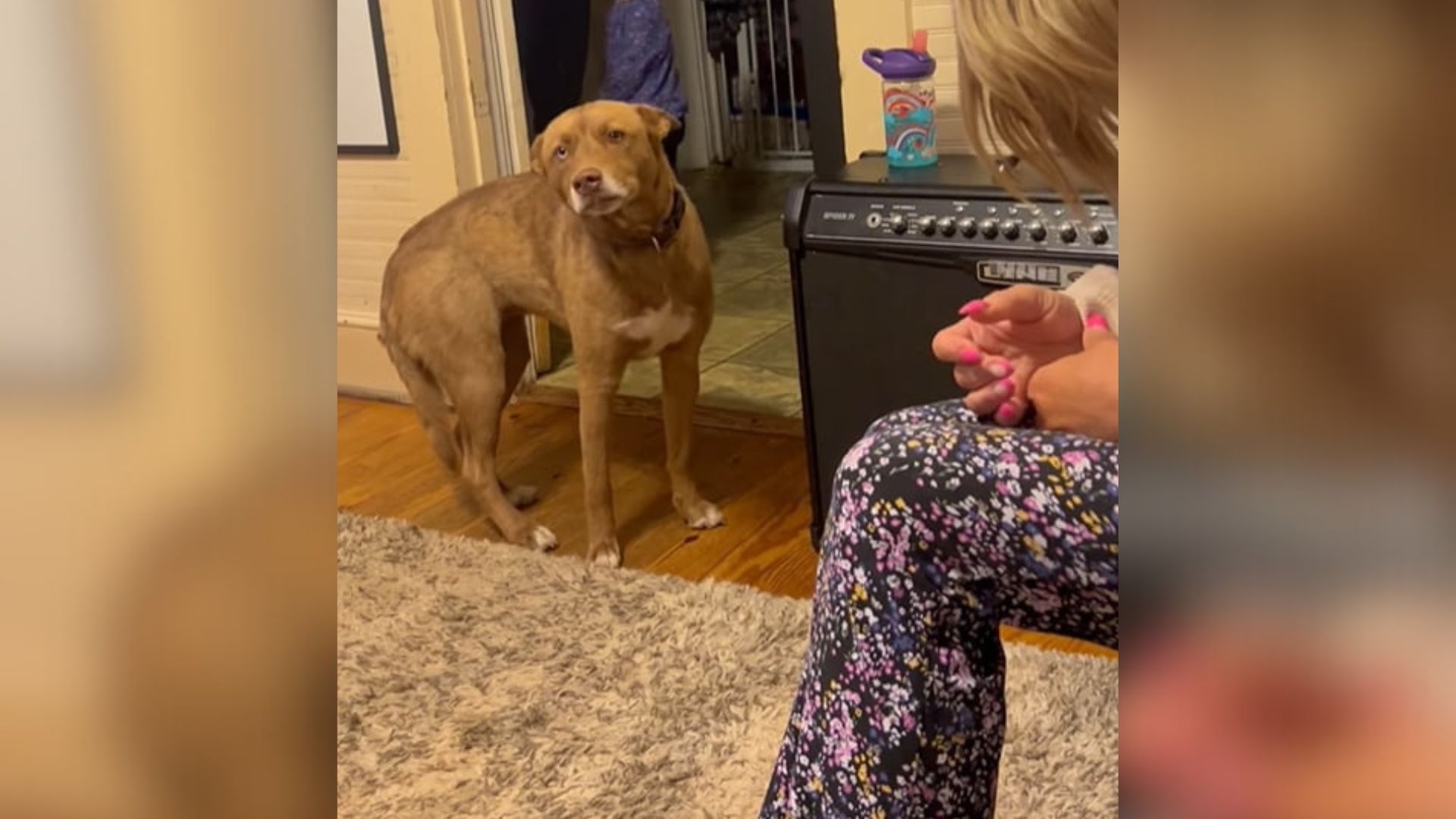dog reunites with family