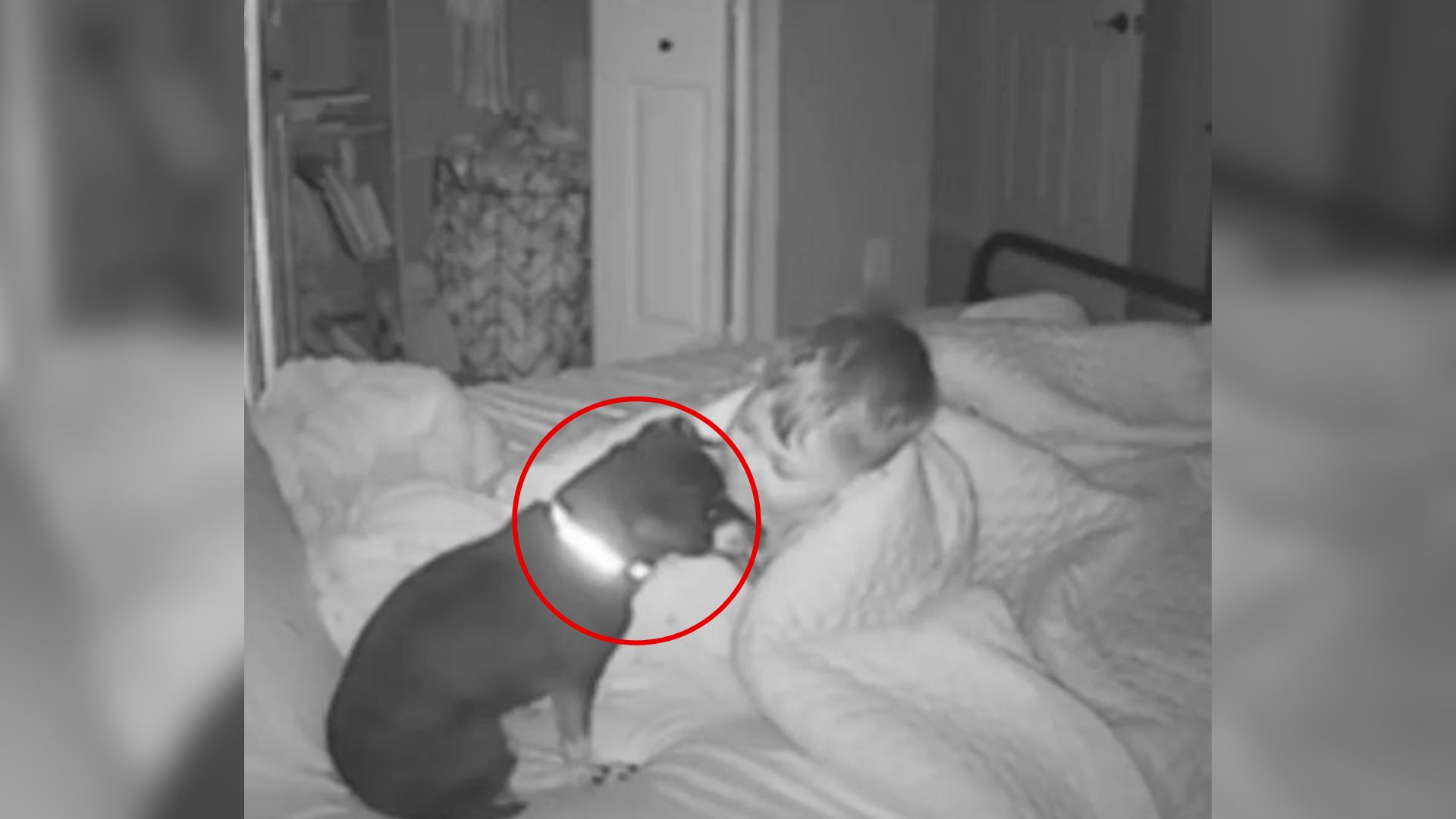 baby and dog