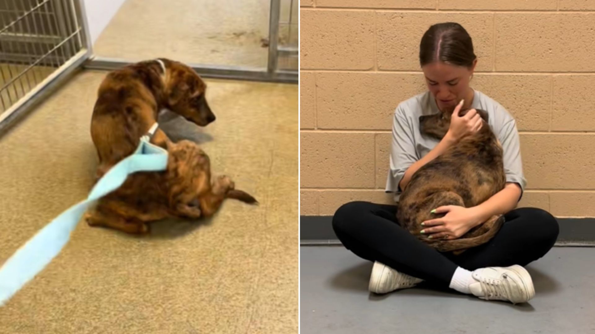 Terrified Shelter Dog In Utah Was Too Scared To Leave Her Kennel, Until A Girl Changed Everything
