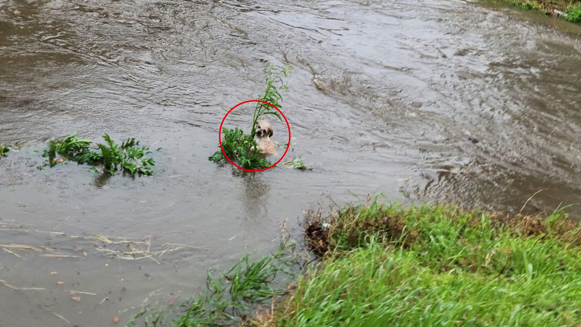 Texas Bystander Was In Disbelief After Witnessing A Furry Animal Peeking Out From A Bayou And Asking For Help