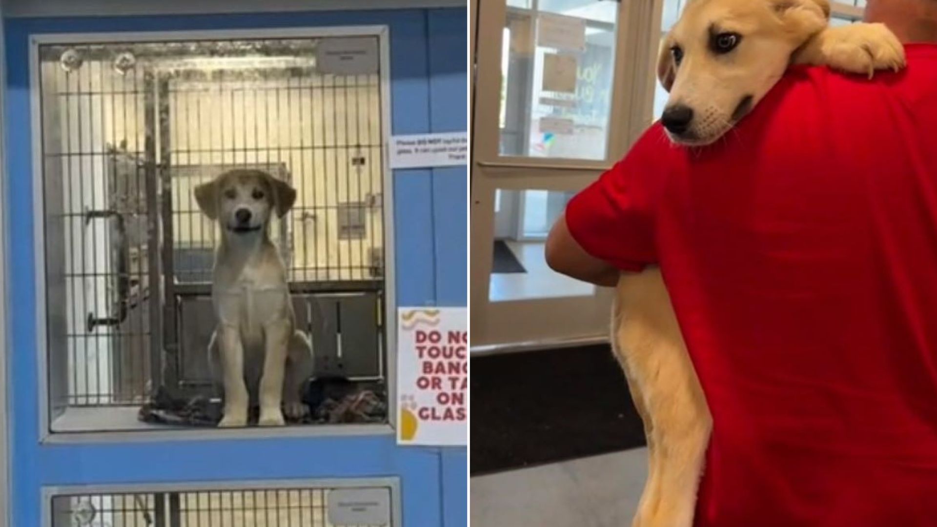 dog in shelter