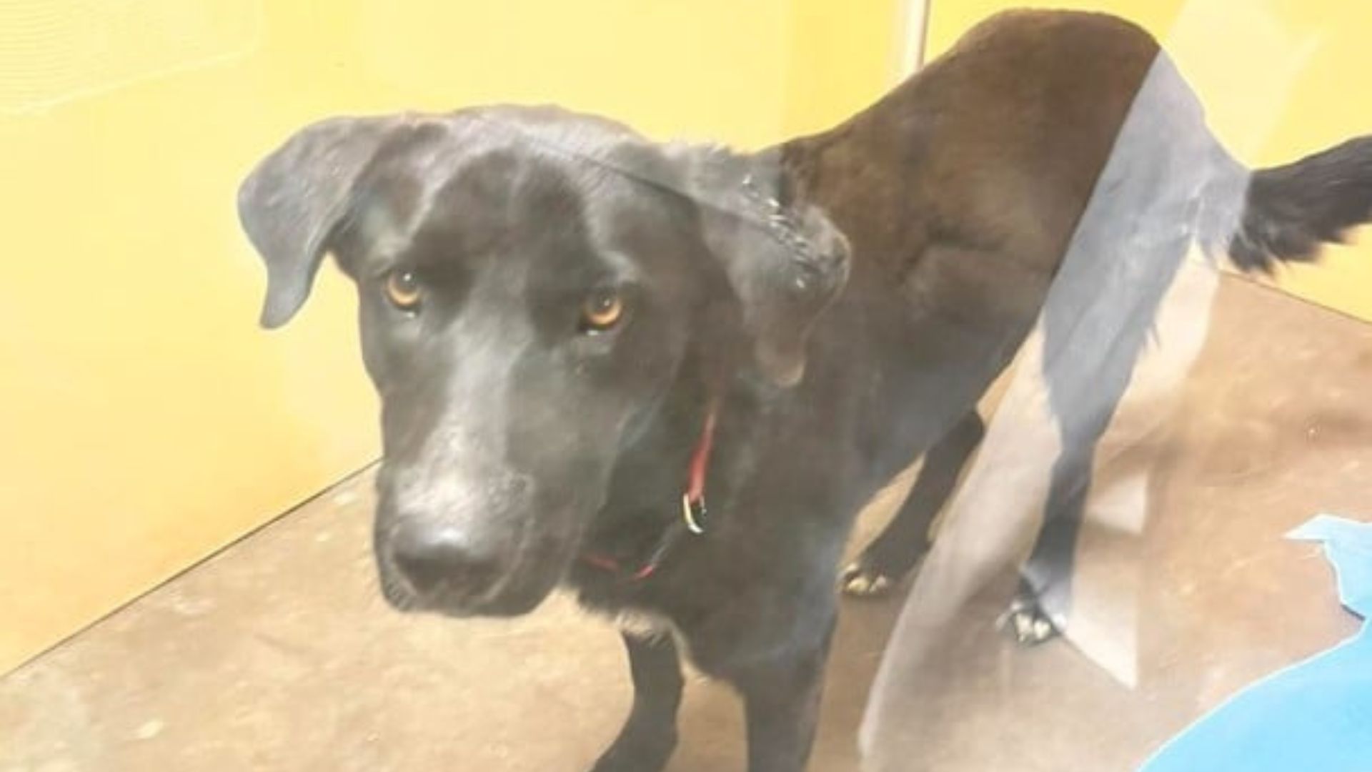 Texas Dog Abandoned Over An Injury Has Spent 12 Months In A Shelter—And The Reason Is Heartbreaking