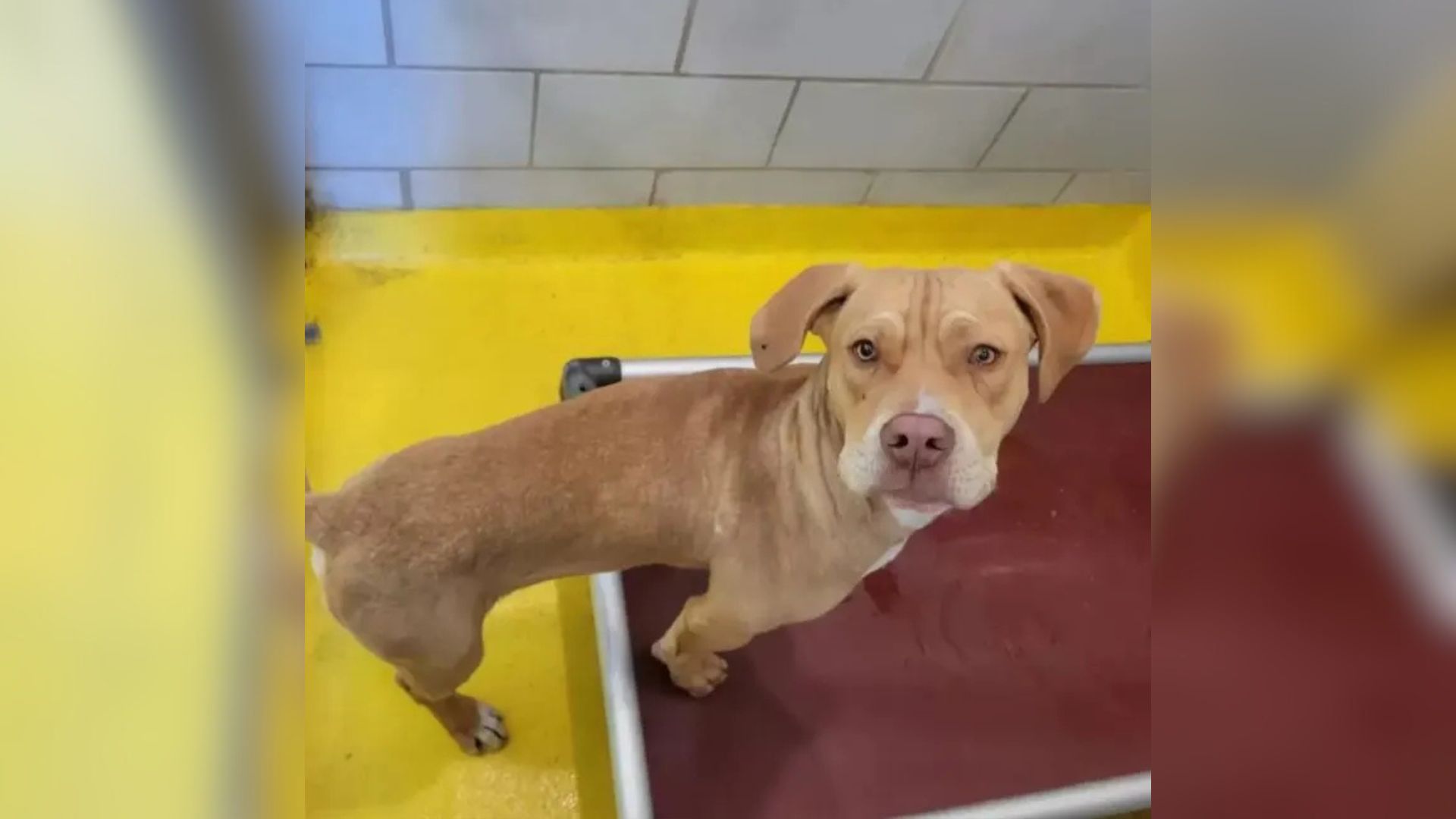 Texas Dog Bursts With Joy When He Realizes He’s Finally Leaving The Shelter