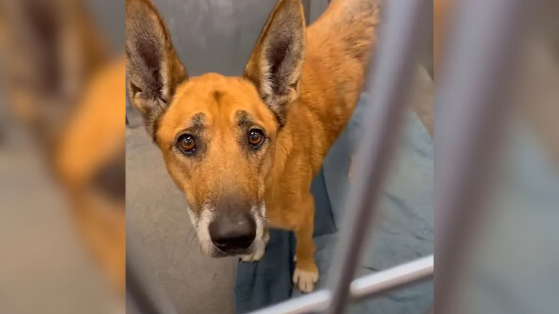 sad dog in shelter