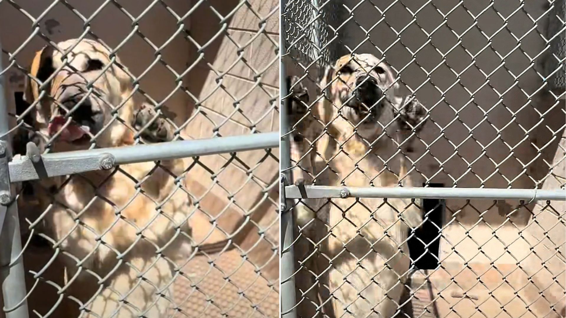 dog near fence