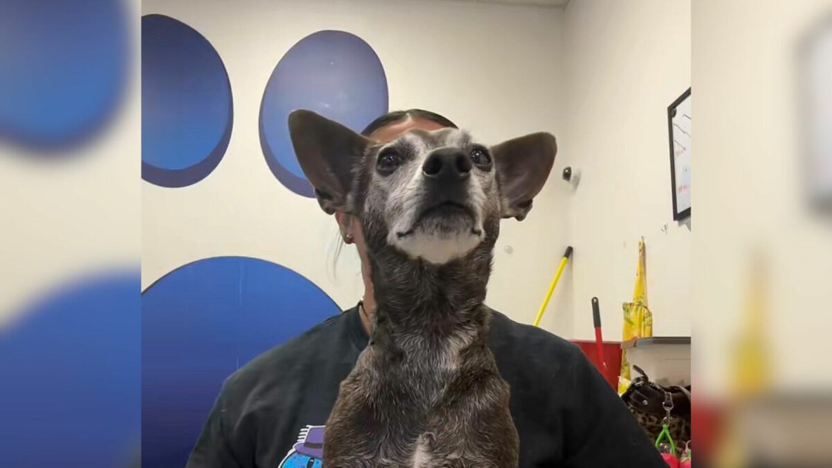Texas Dog Surrendered 12 Years After Adoption Finds His Longtime(02)