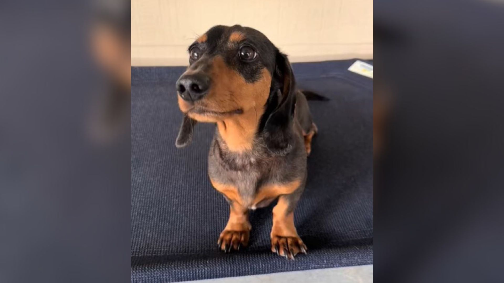 tiny dachshund sitting