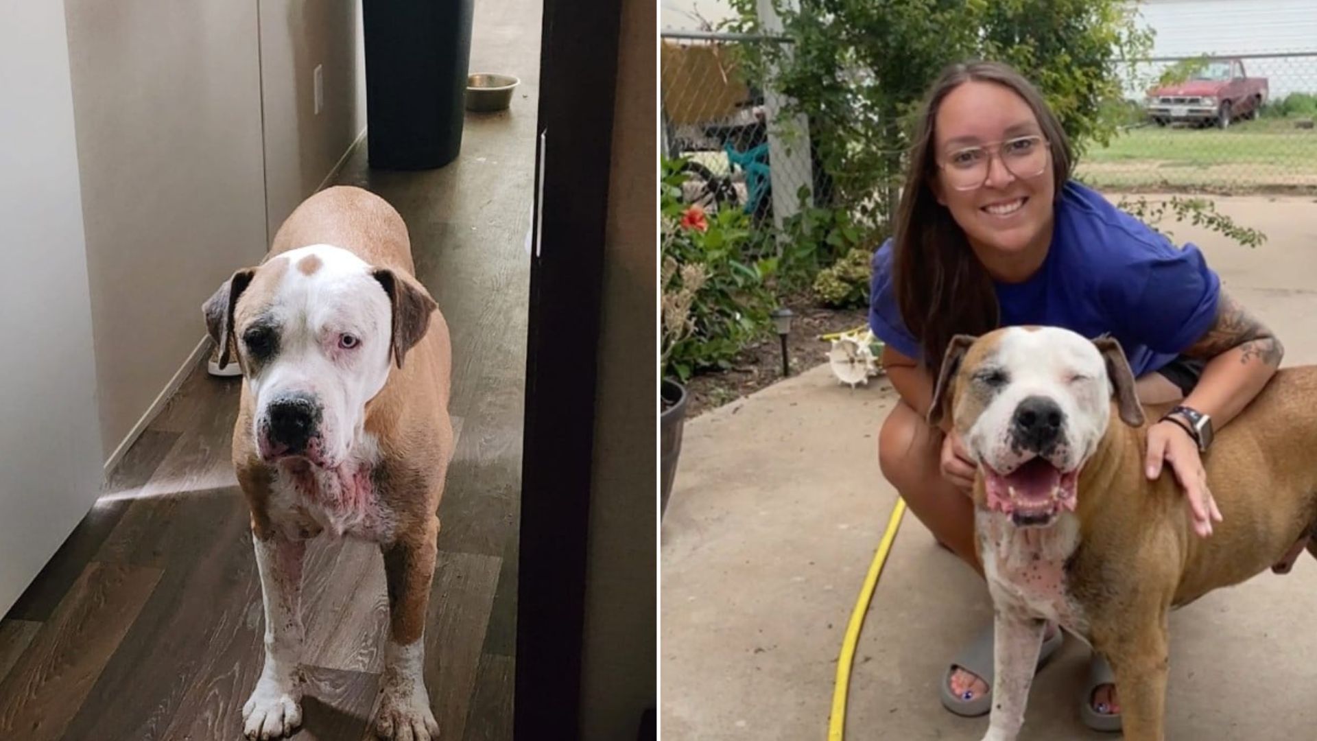Texas Family Welcomes Back Beloved Dog After Seven-Year Separation