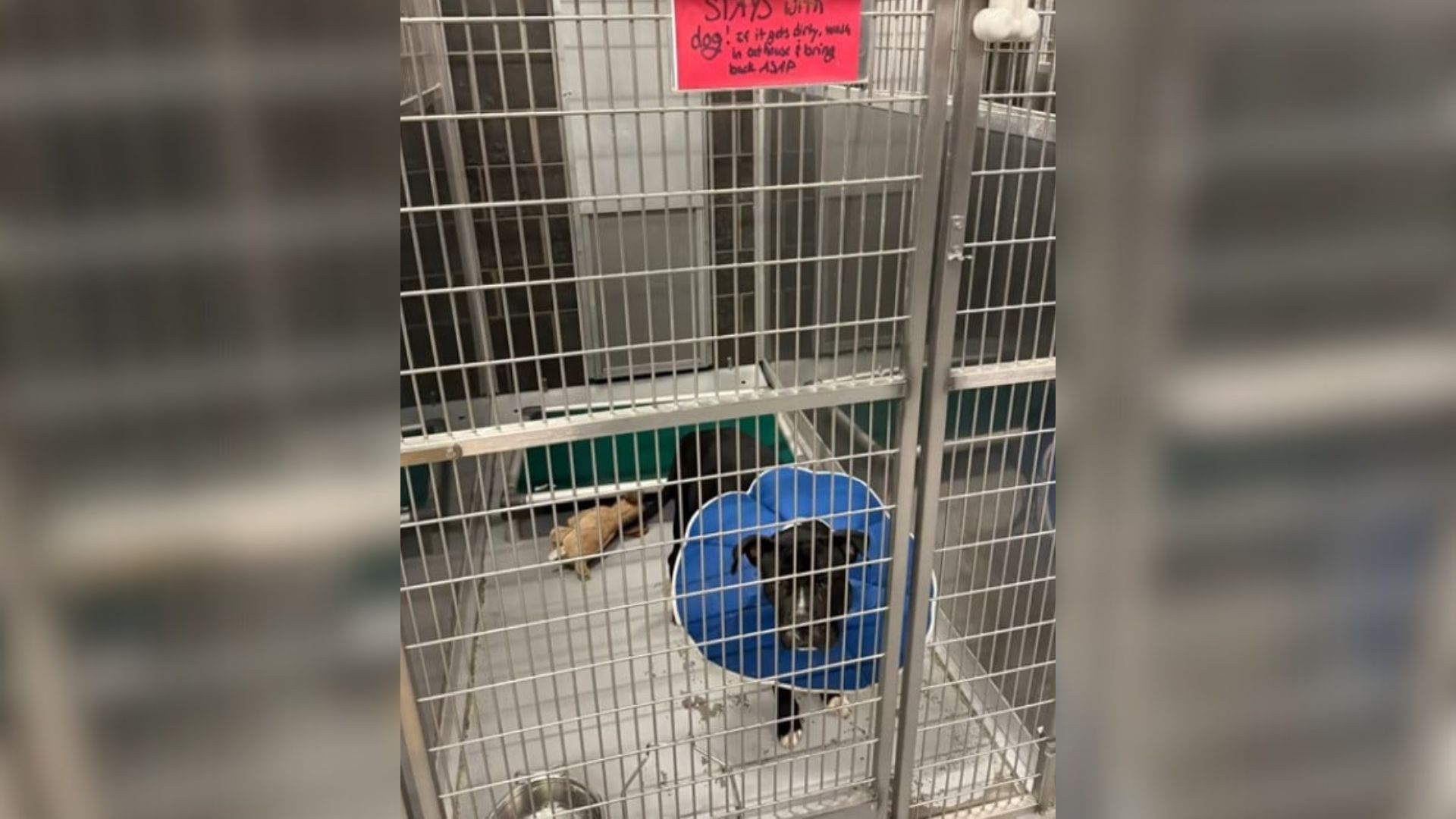 Texas Foster Dog Shows Pure Joy When His Favorite Stuffed Toy Is Repaired