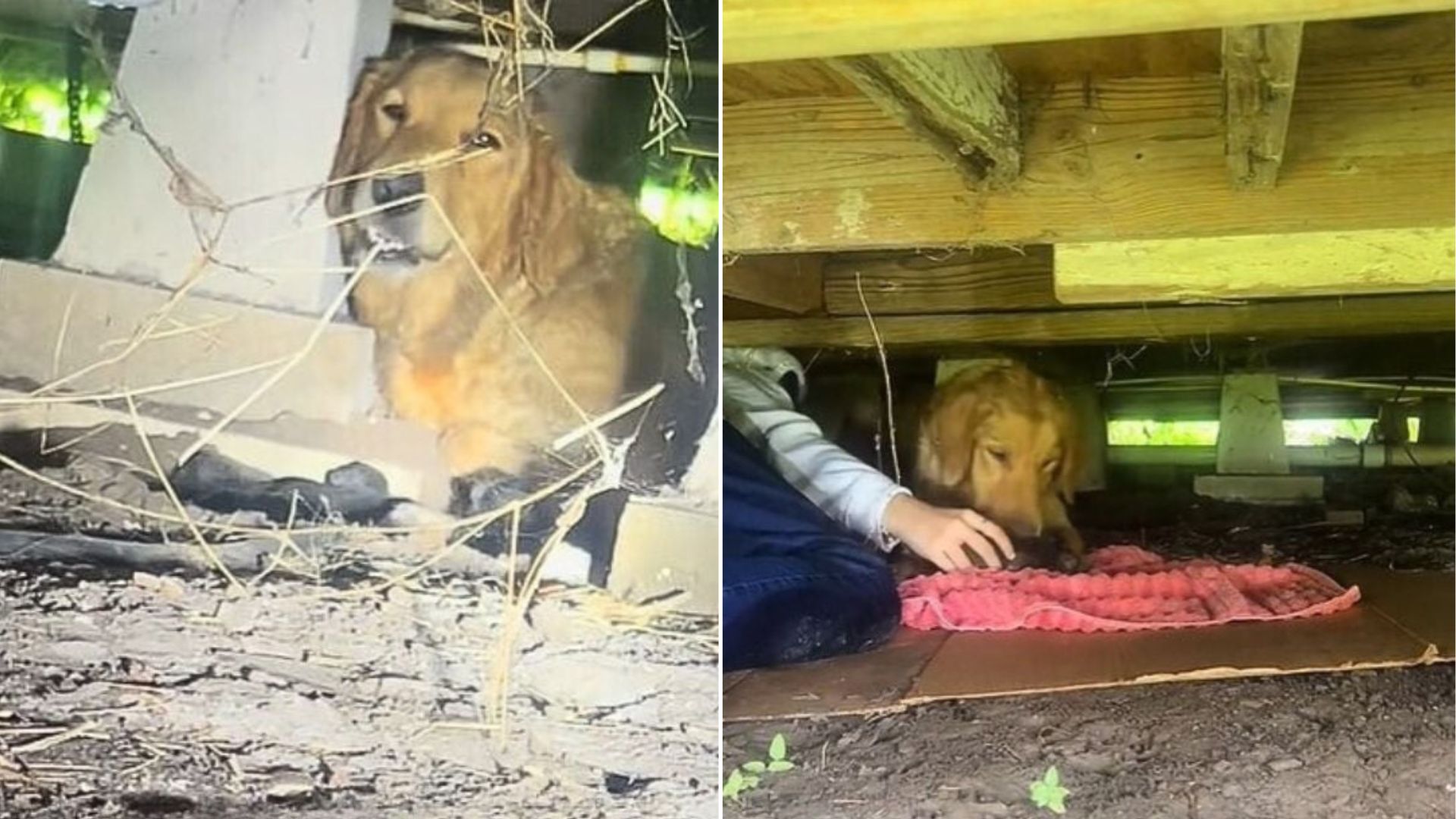 Texas Homeowner Stunned To Discover A Heartbreaking Surprise Inside The Crawl Space Of Her Home