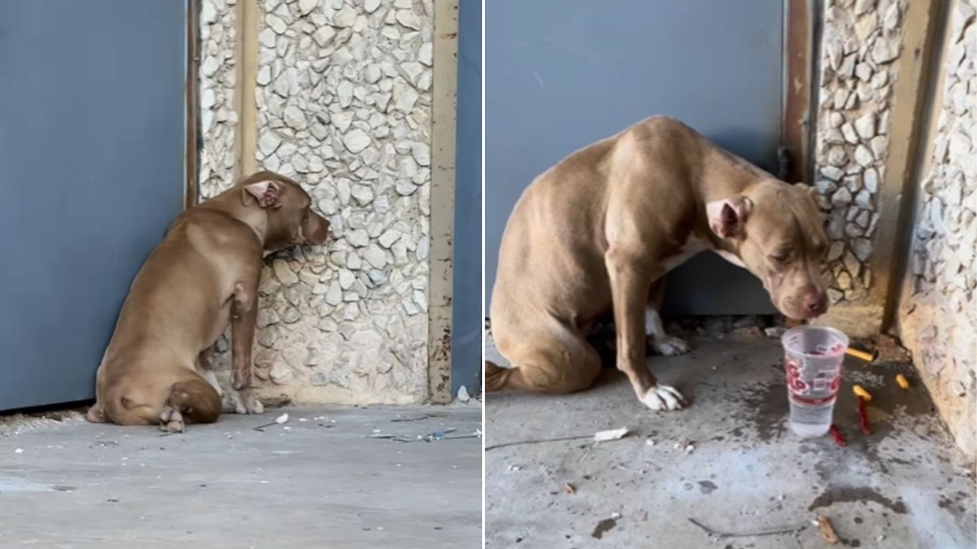 Texas Pittie Unable To Walk Finds Rescuer And A Forever Home