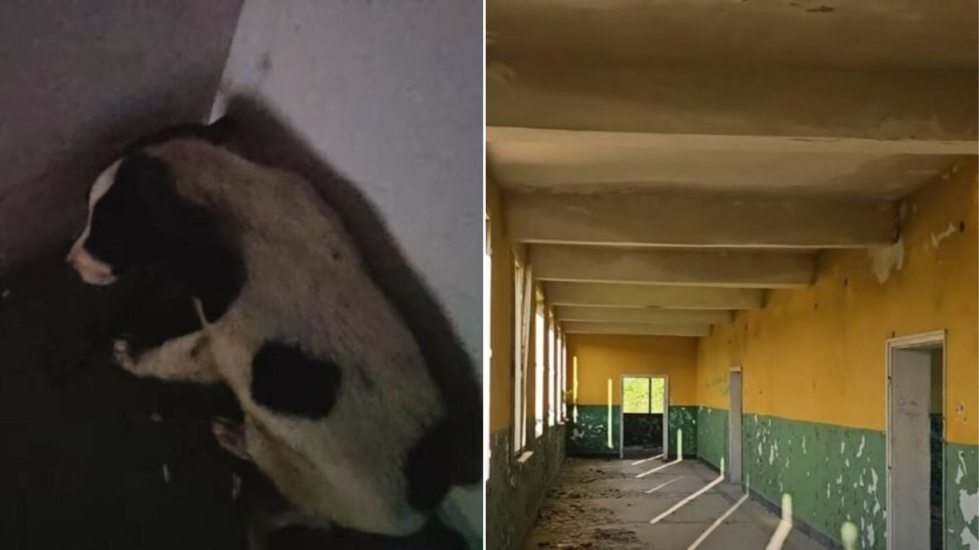 puppies in abandoned building