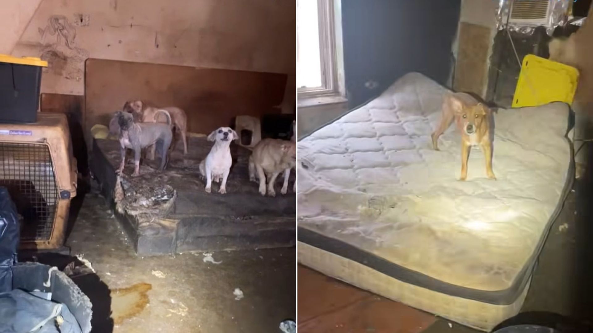 Texas Rescuers Are Devastated After Finding 19 Dogs Trapped In A ‘House Of Horrors’