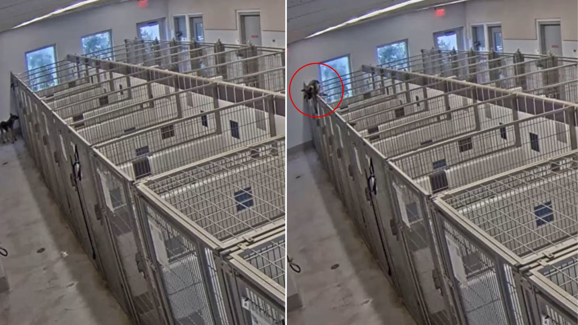 dog escaping