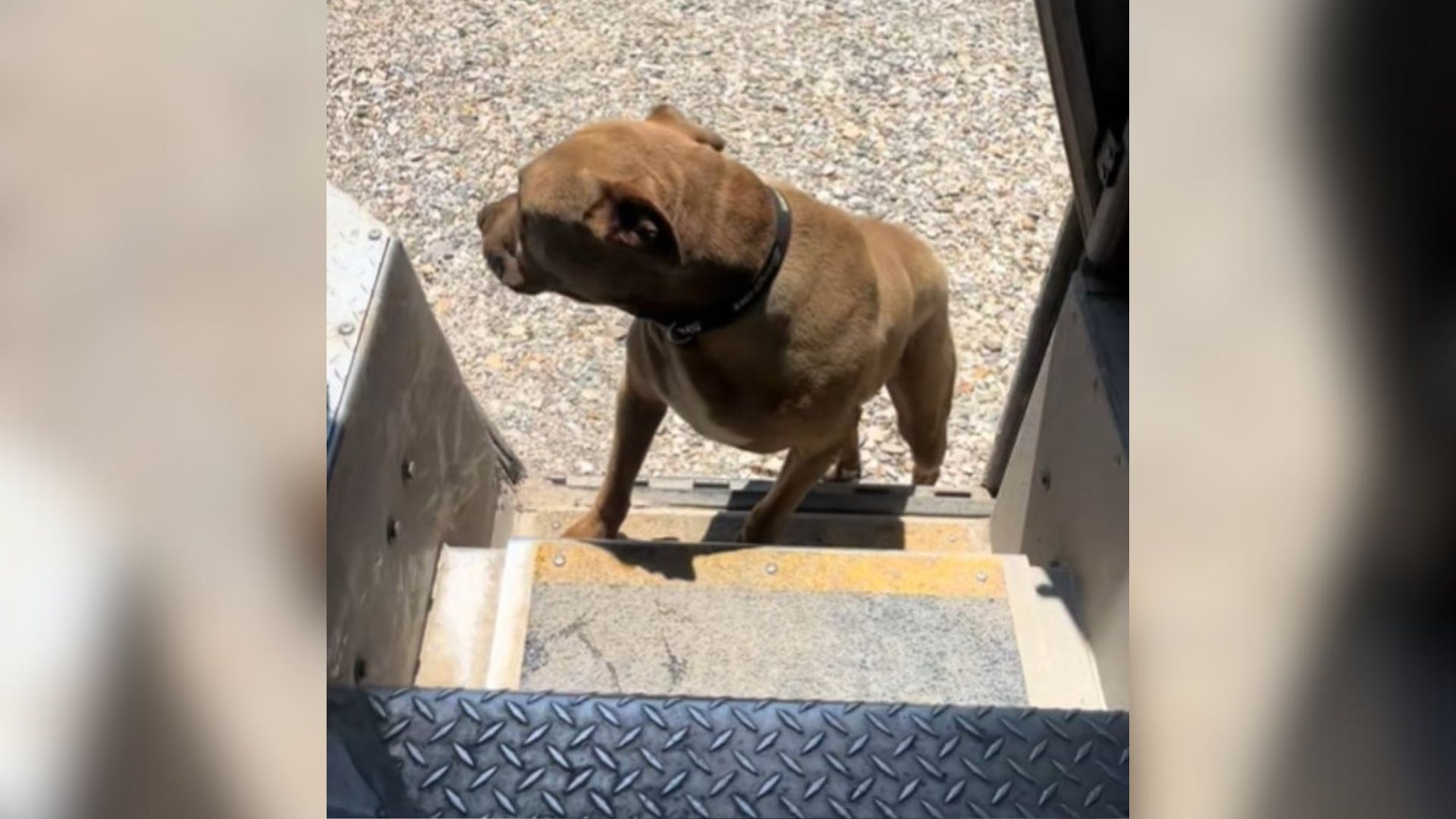 dog and ups driver