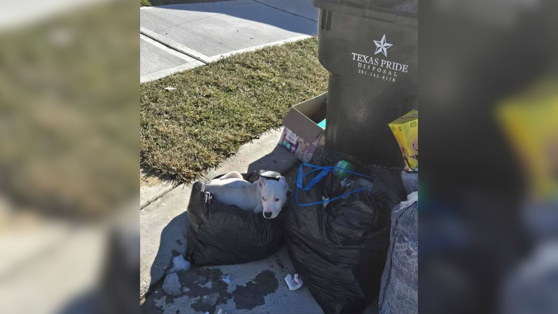 dog near trash can
