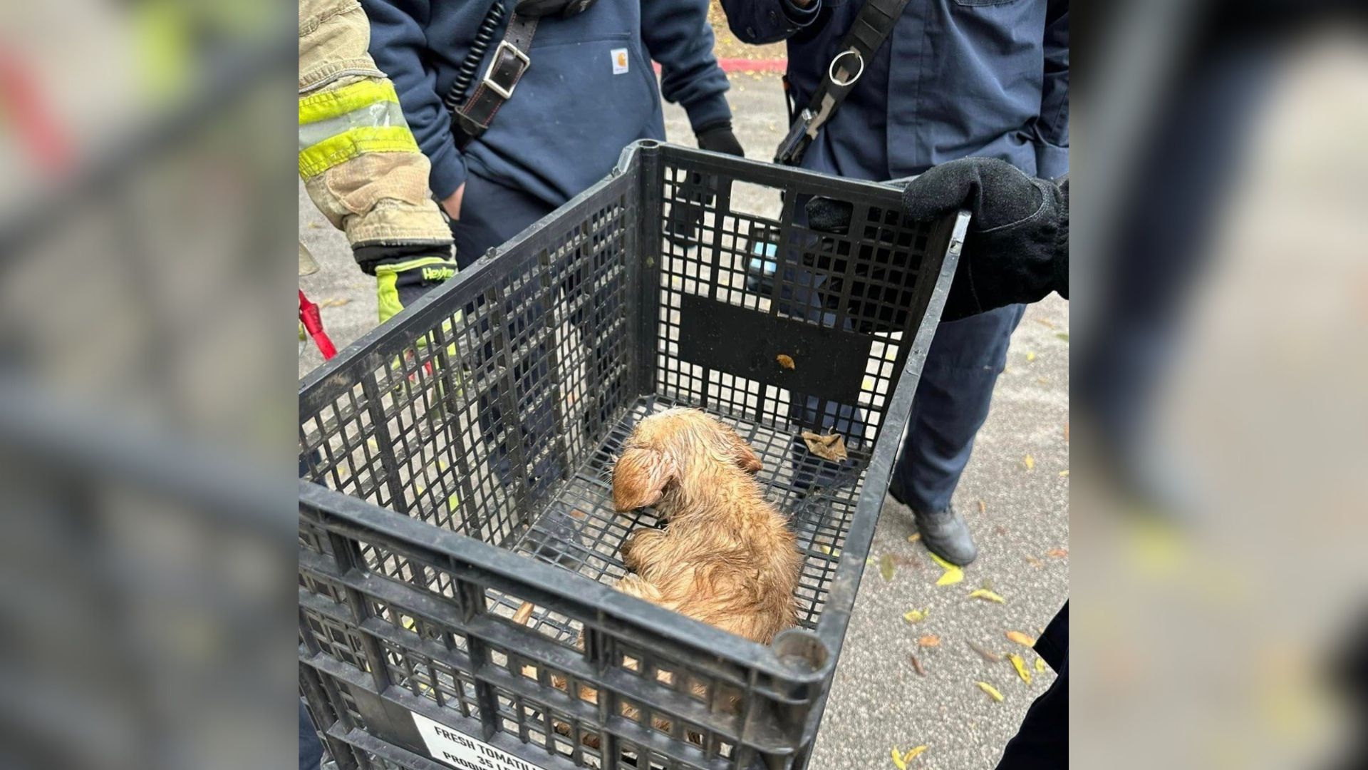 dog in cart