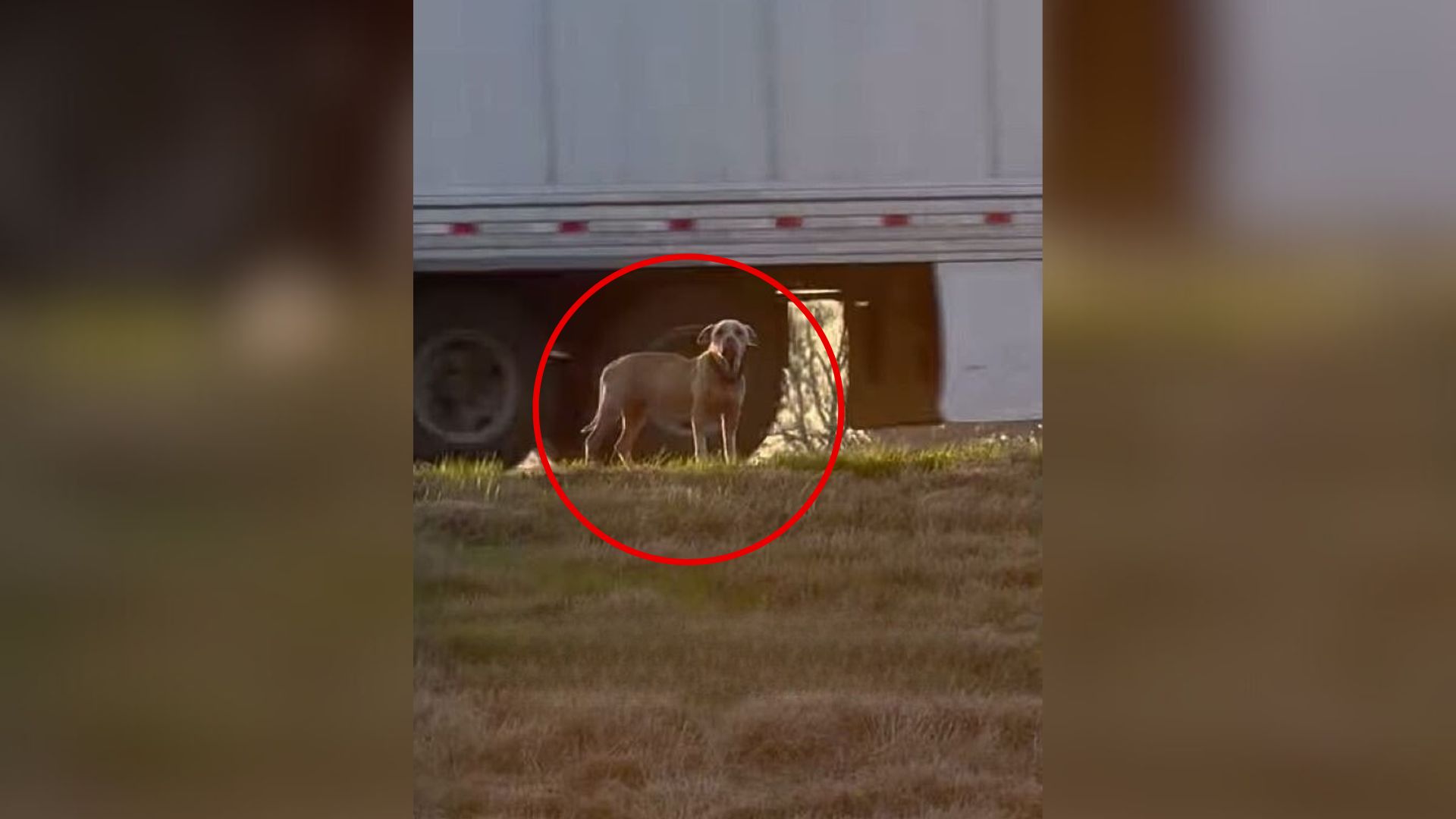 dog on highway