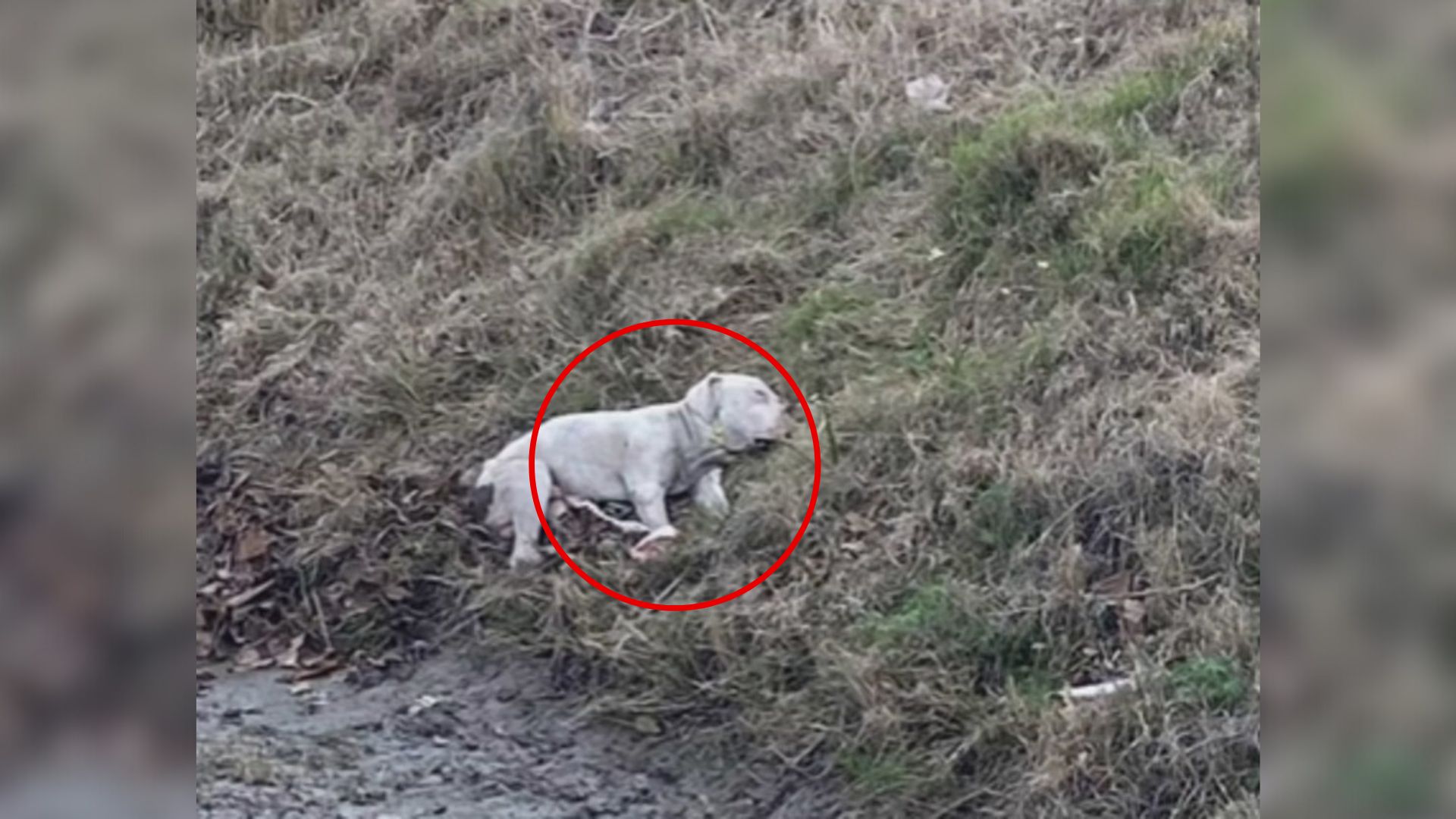 Texas Woman Spots Pit Bull Beside Fallen Companion On Highway And Acts Without Hesitation