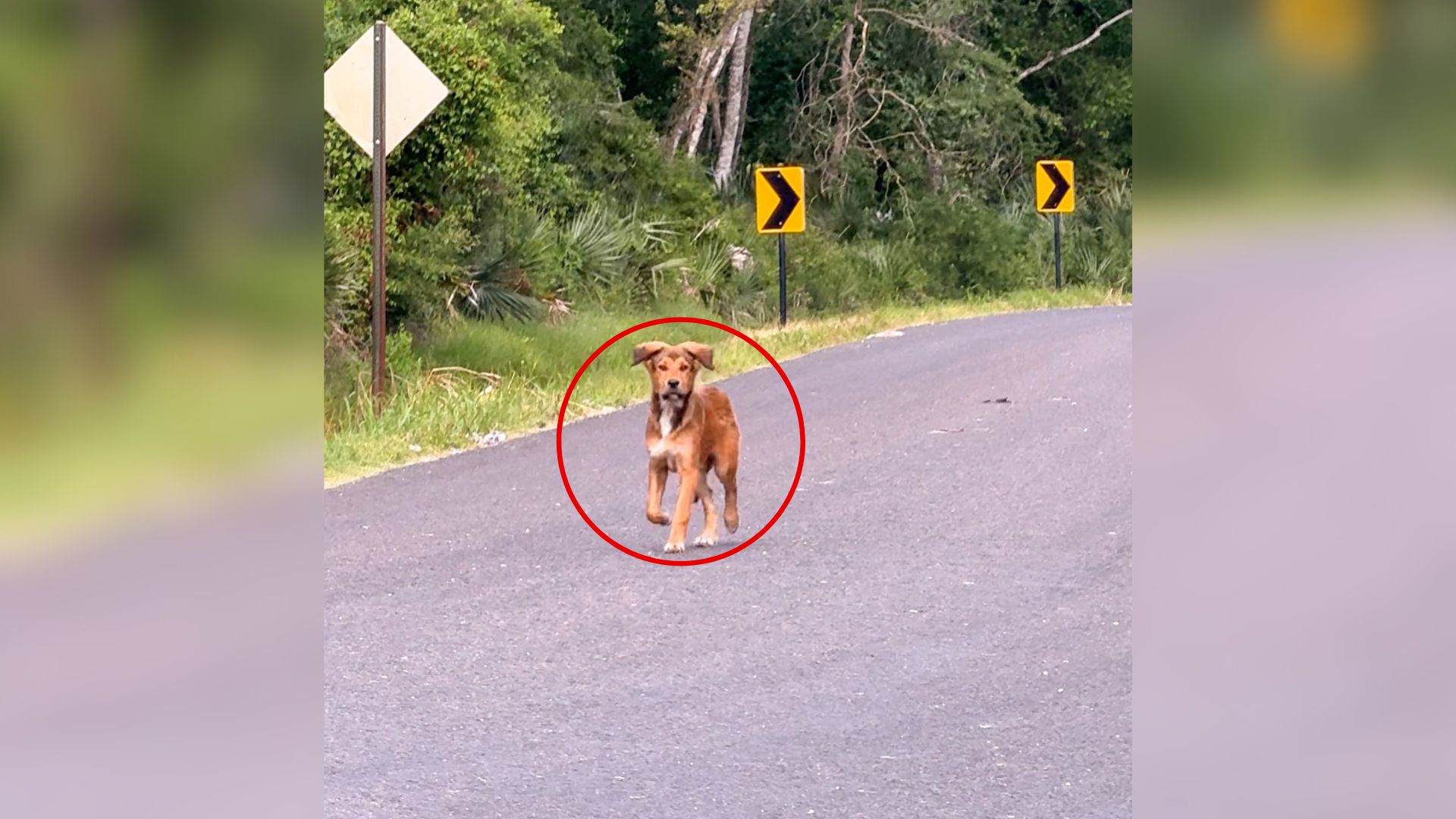 dog on the road