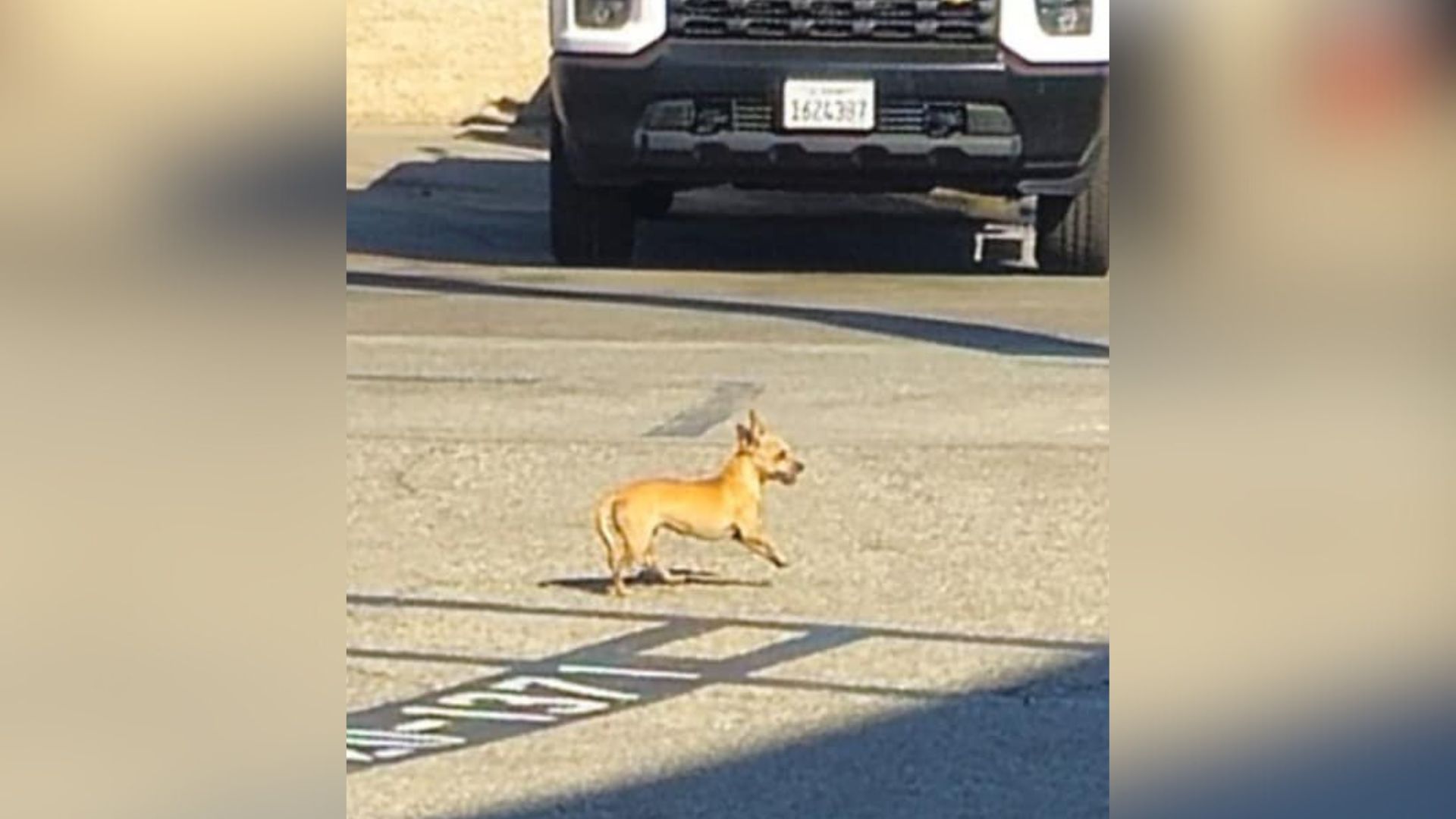 The Identity Of Tiny Intruder Hiding In California Jail Parking Lot Melts Woman’s Heart
