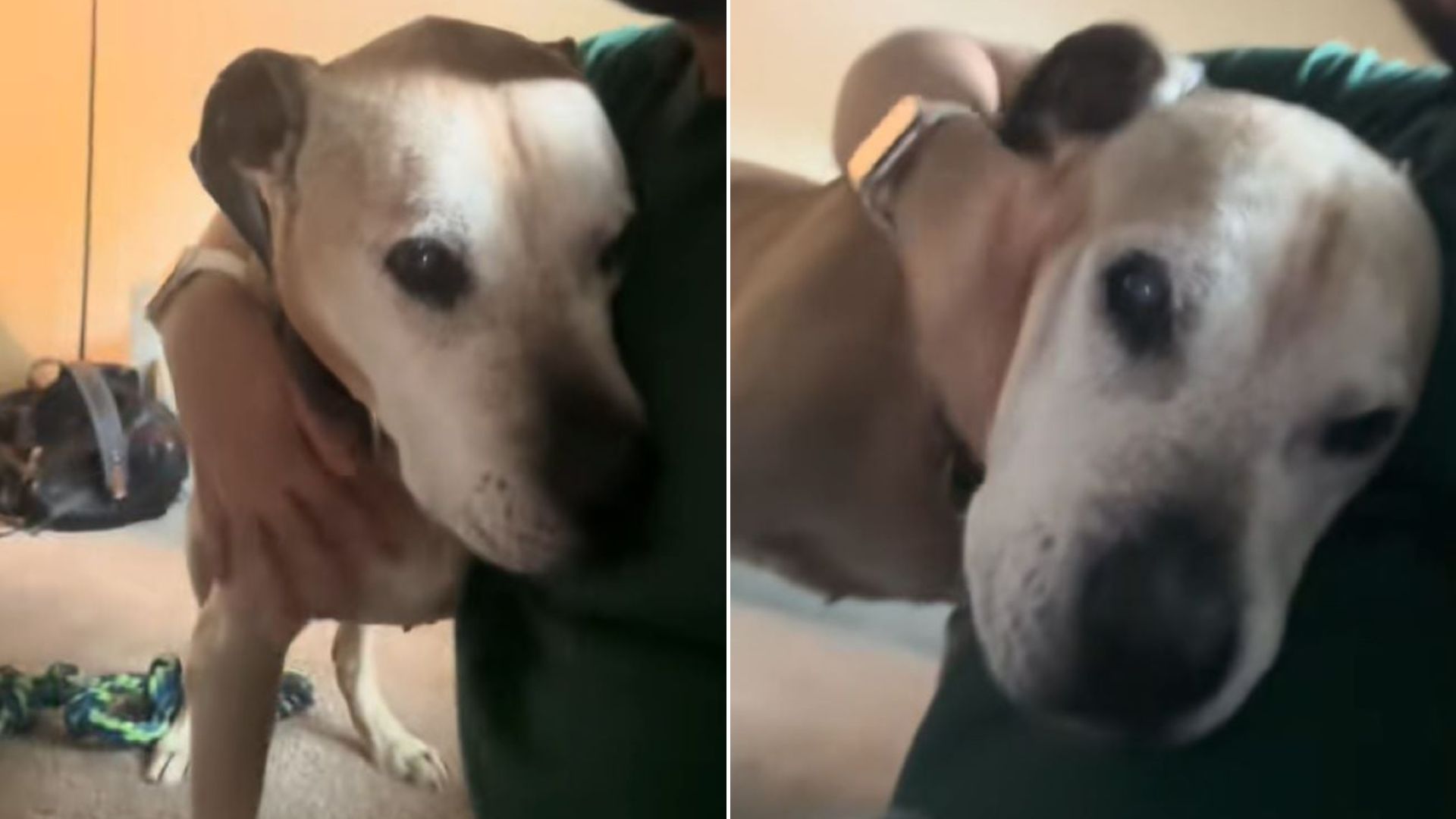 sweet dog