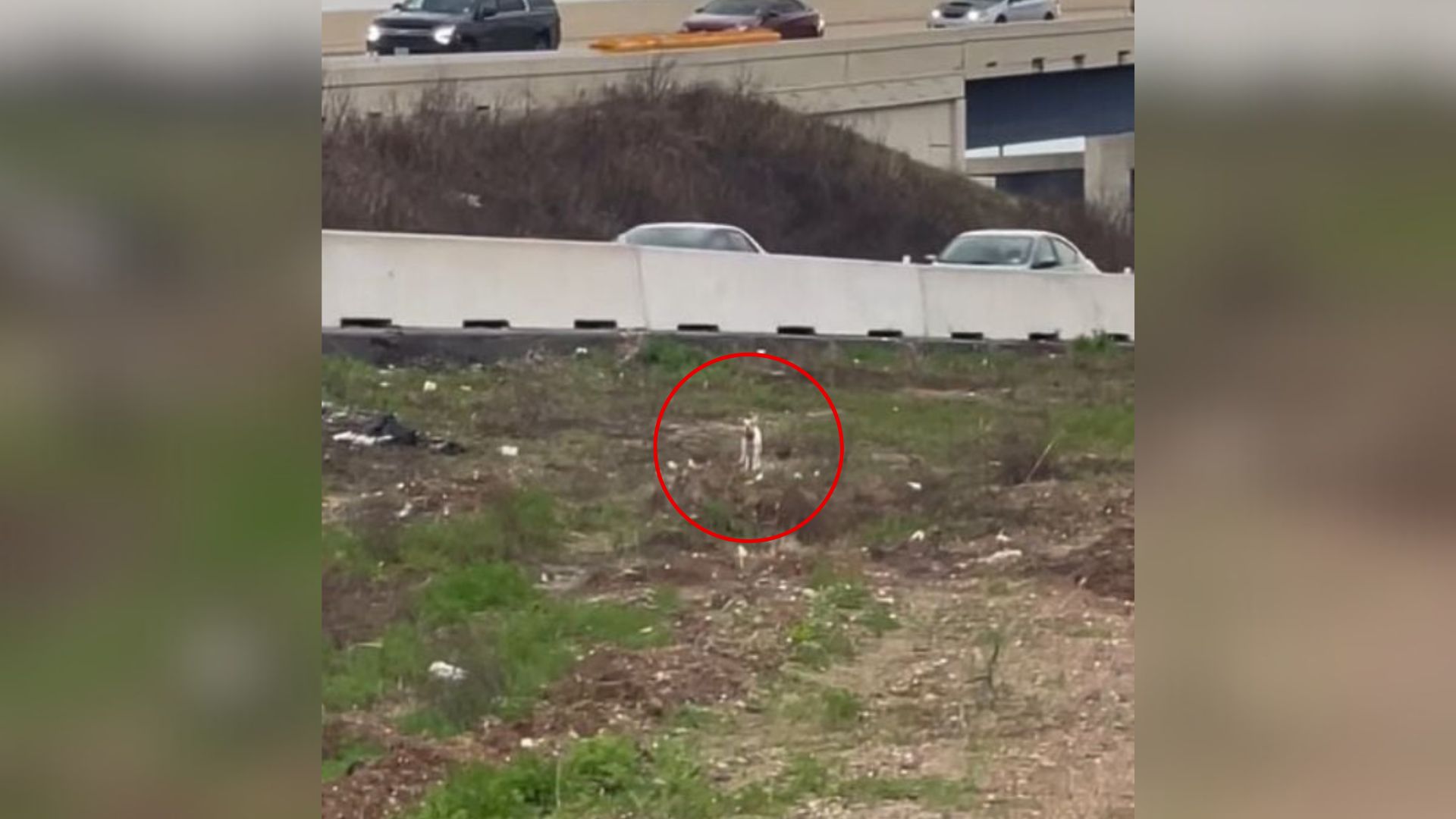 dog near highway