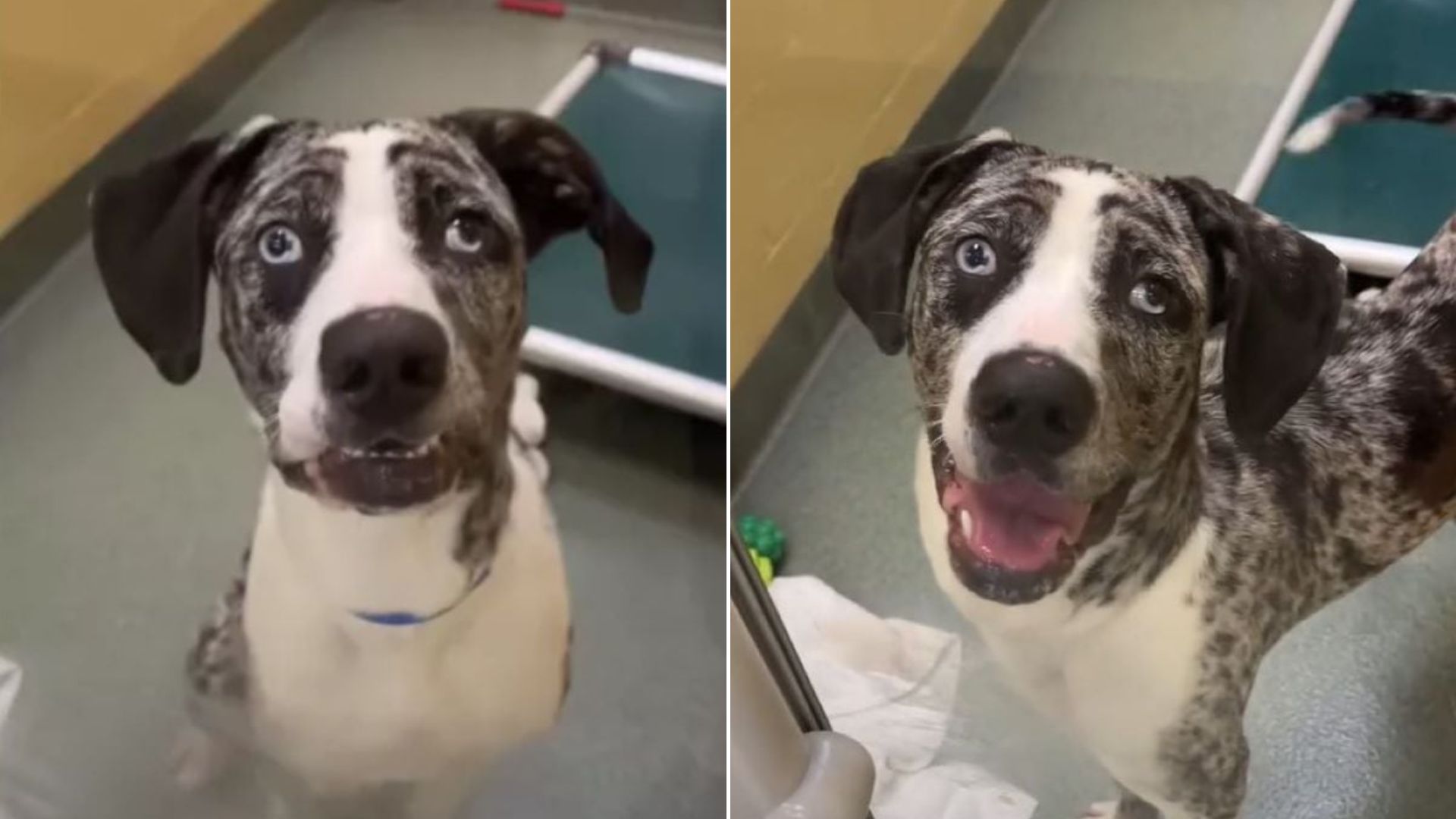 sad dog in shelter