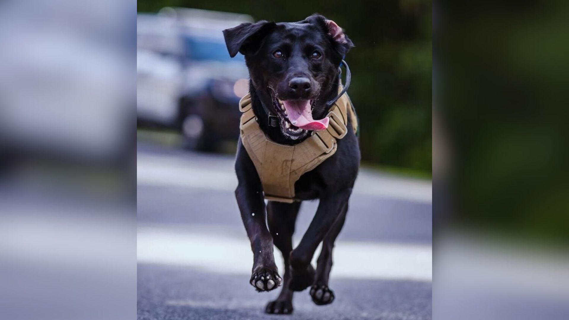 This Adorable Georgia K9 Is Melting Hearts Everywhere And Changing Lives With Her Incredible Work