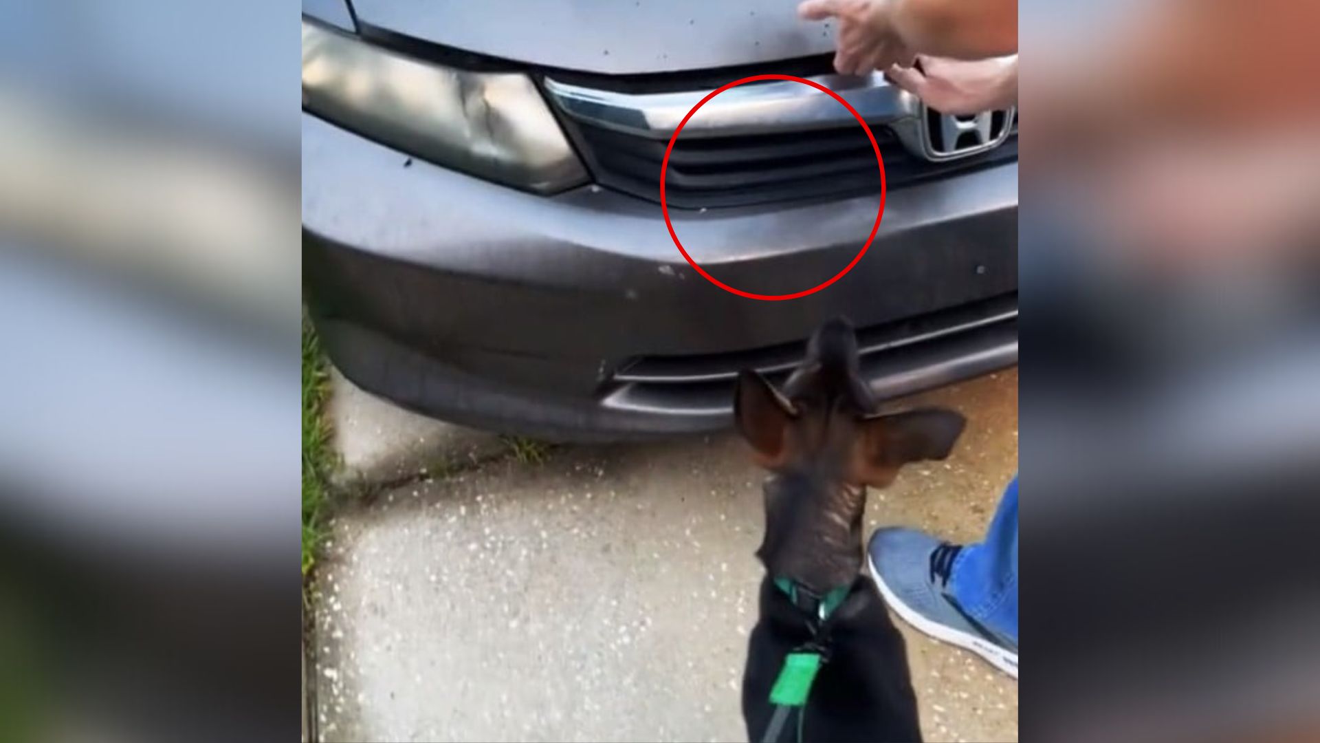 This Alabama Dog Couldn’t Stop Crying At Owners’ Car And The Reason Was Stunning