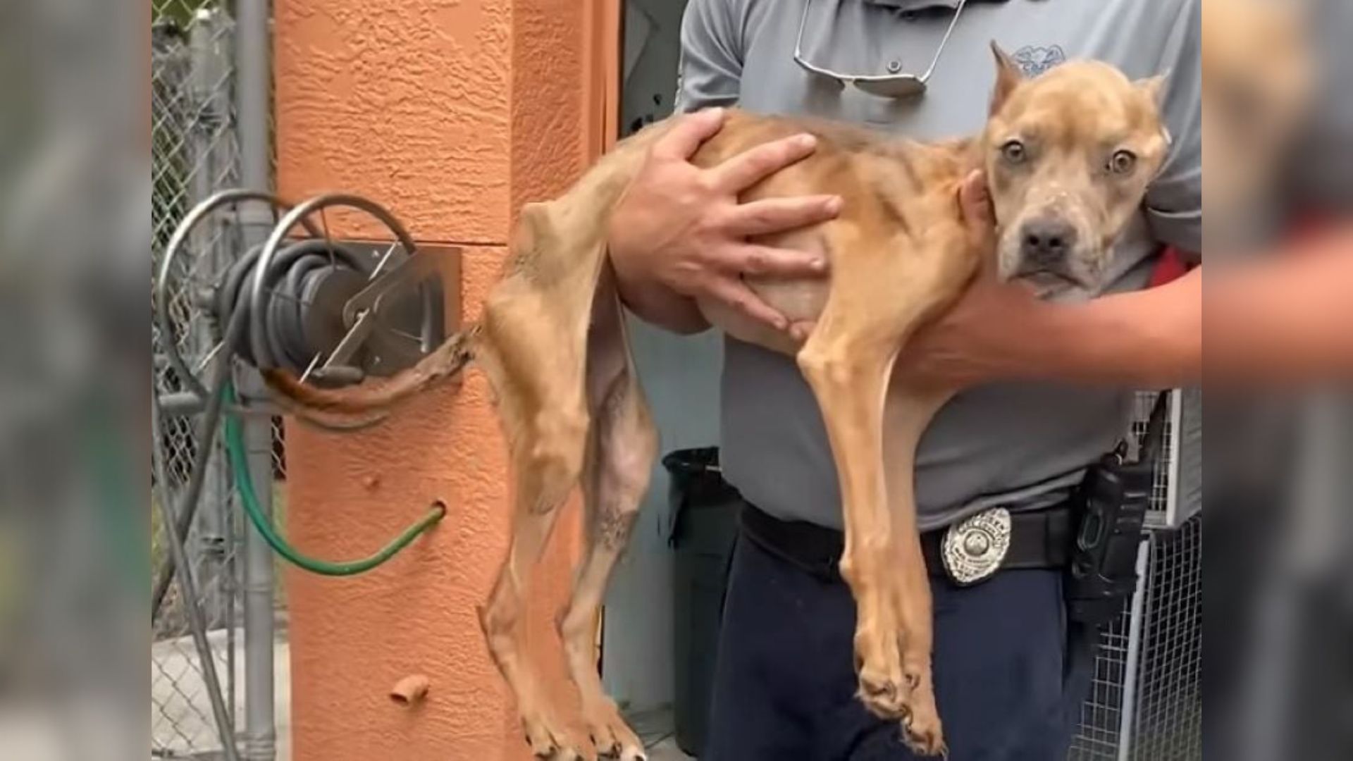 malnourished dog in the arms