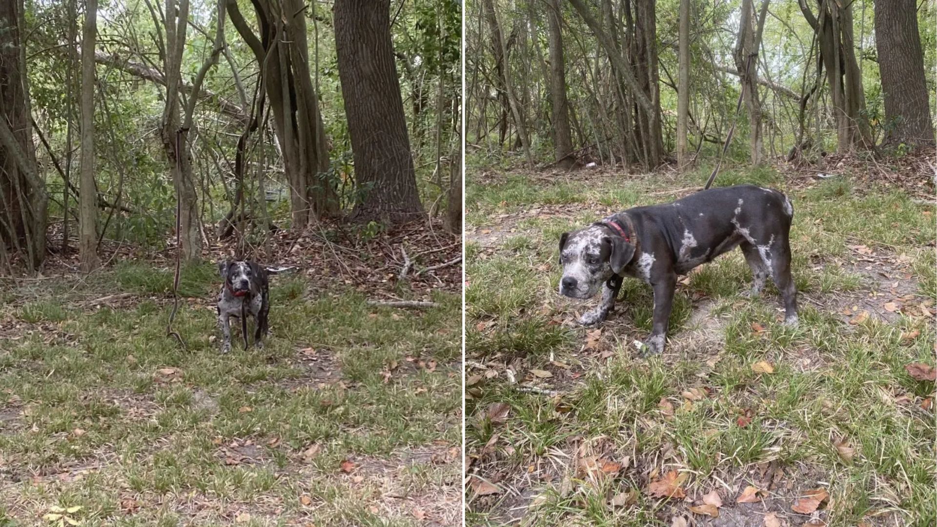 tied dog to a tree