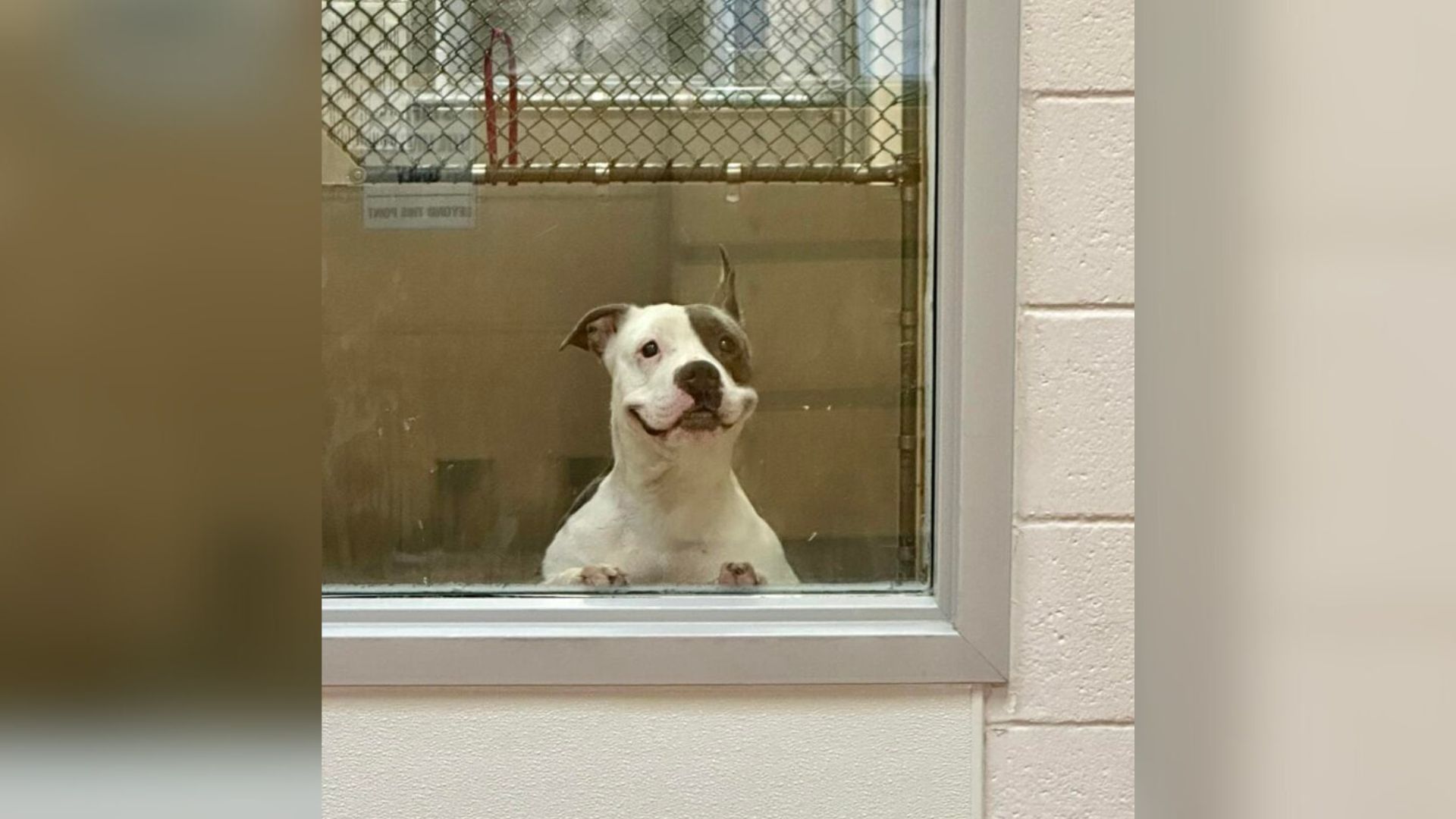 shelter dog