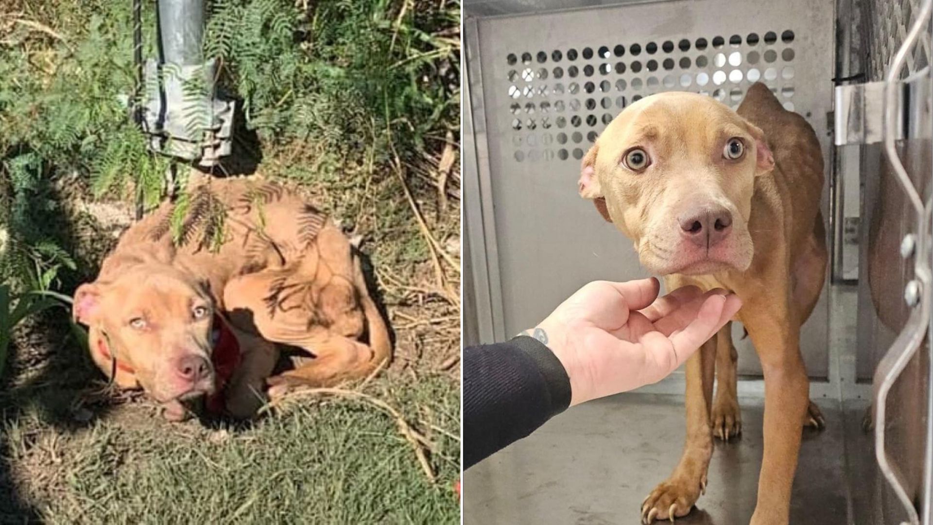 Tied To A Pole In The Middle Of Nowhere In Texas, This Abandoned Pup Was Running Out Of Time