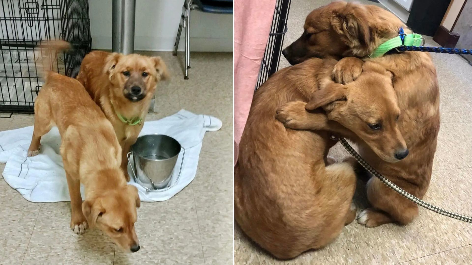 dogs hugging