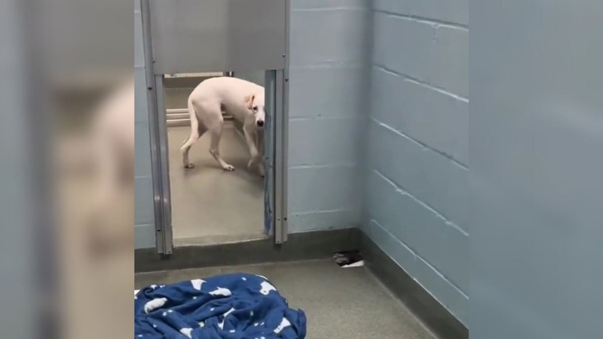 white dog in shelter