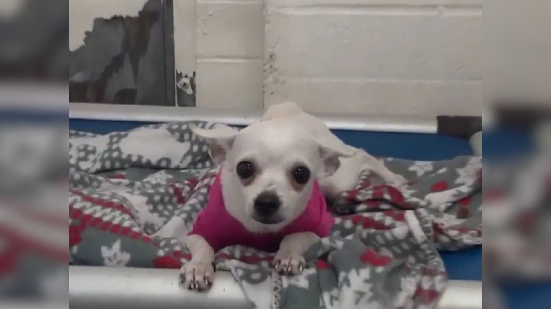 Tiny Chihuahua In Pink Sweater Cried Herself To Sleep Until Missouri Family Saved Her