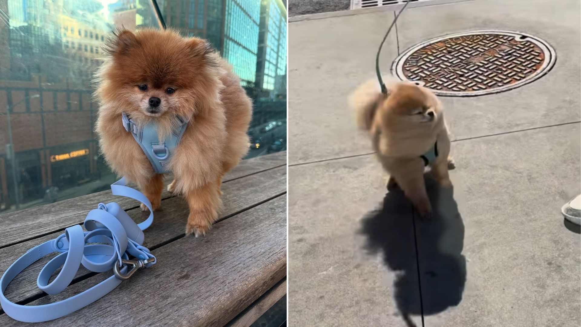 Tiny Dog’s Reaction To Being Nearly Swept Away By New York City Wind Tunnel Takes The Internet By Storm