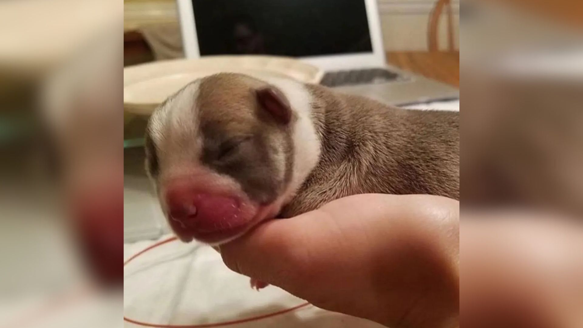 tiny puppy