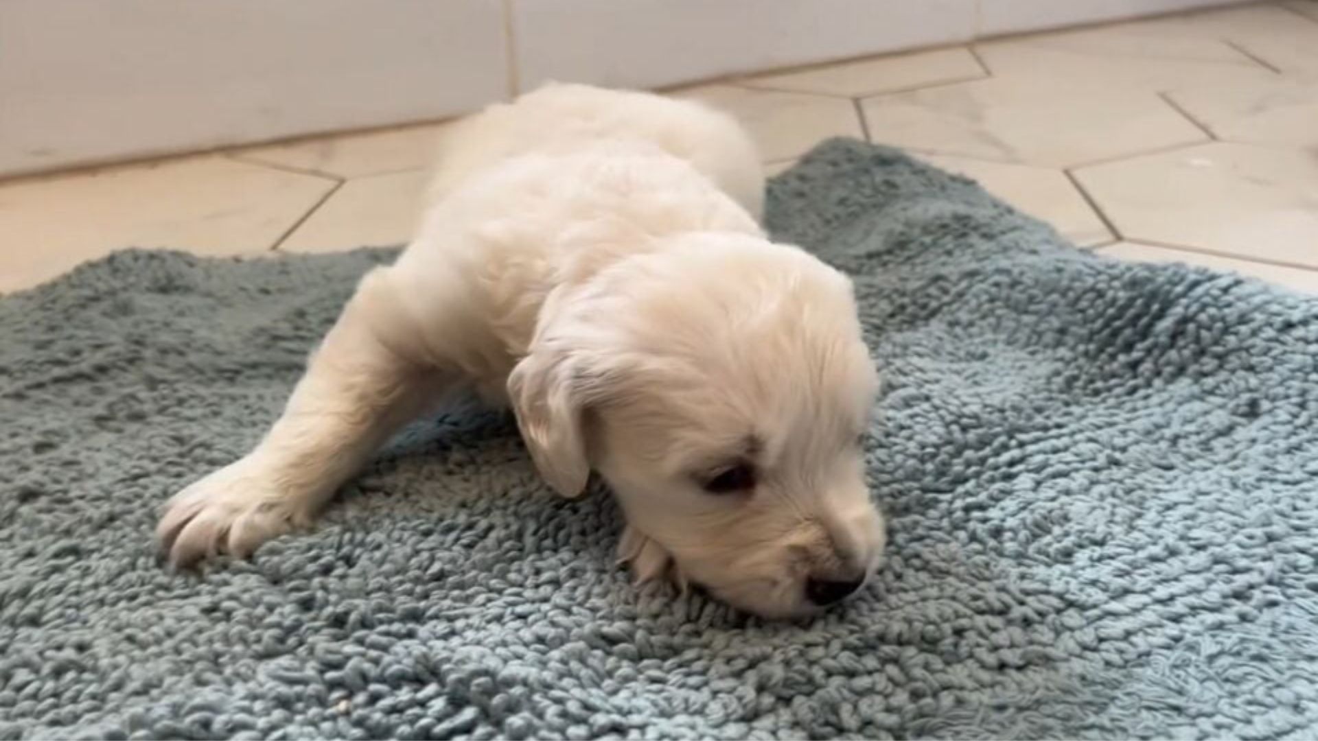 Tiny Puppy Rejected By Mom Due To Deformity Thrives Again Thanks To Georgia Rescuers