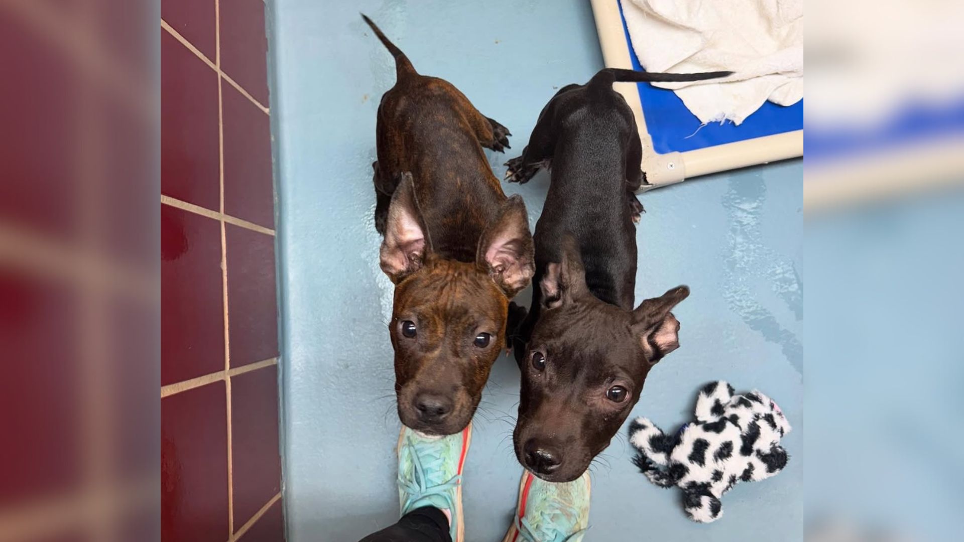 ‘Twin’ Brothers Stay Close In Texas Shelter, Hoping To Be Saved From Euthanasia