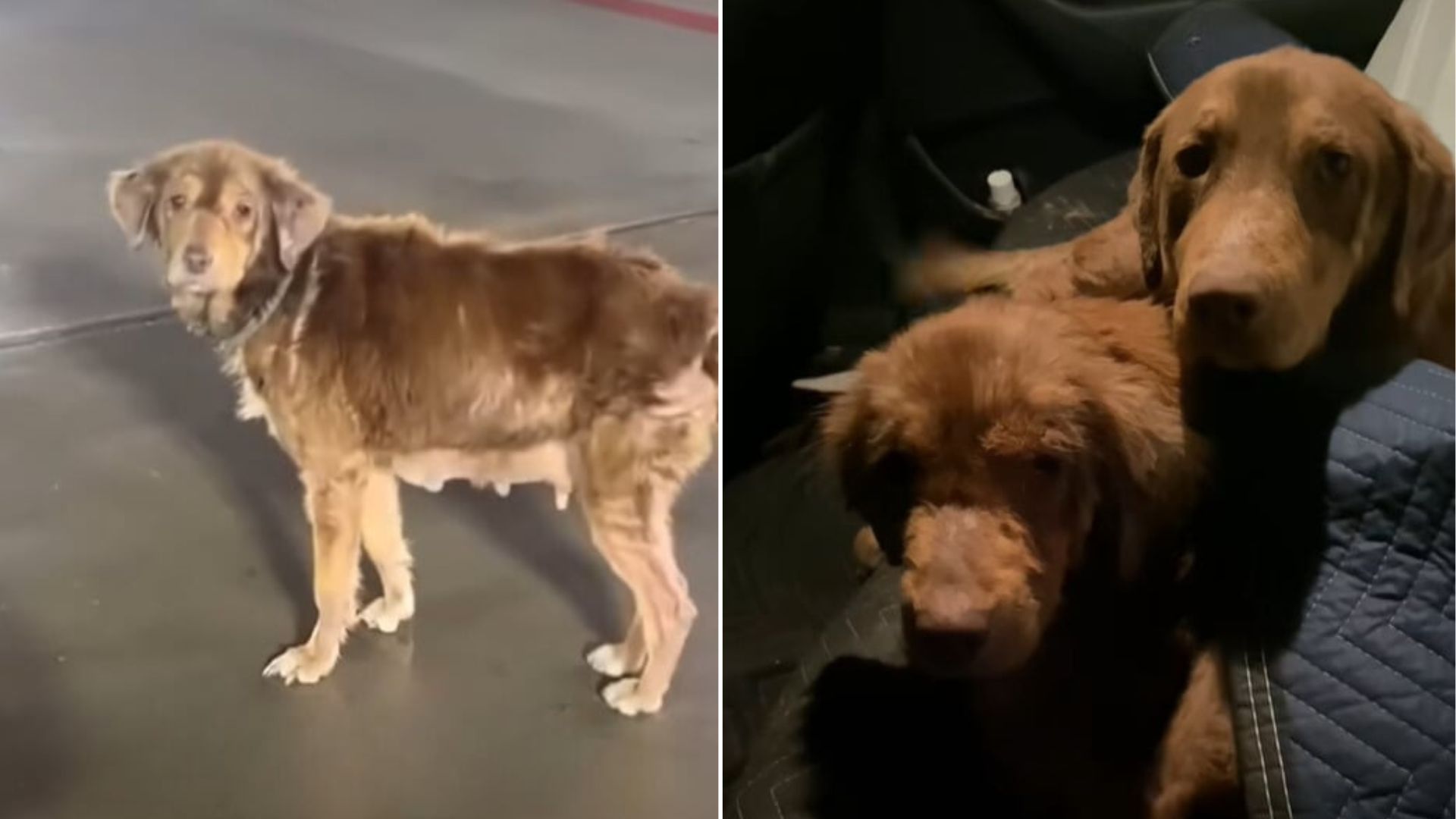 Two Stray Dogs Barely Surviving Under A Texas House Transform Into Brand-New Pups