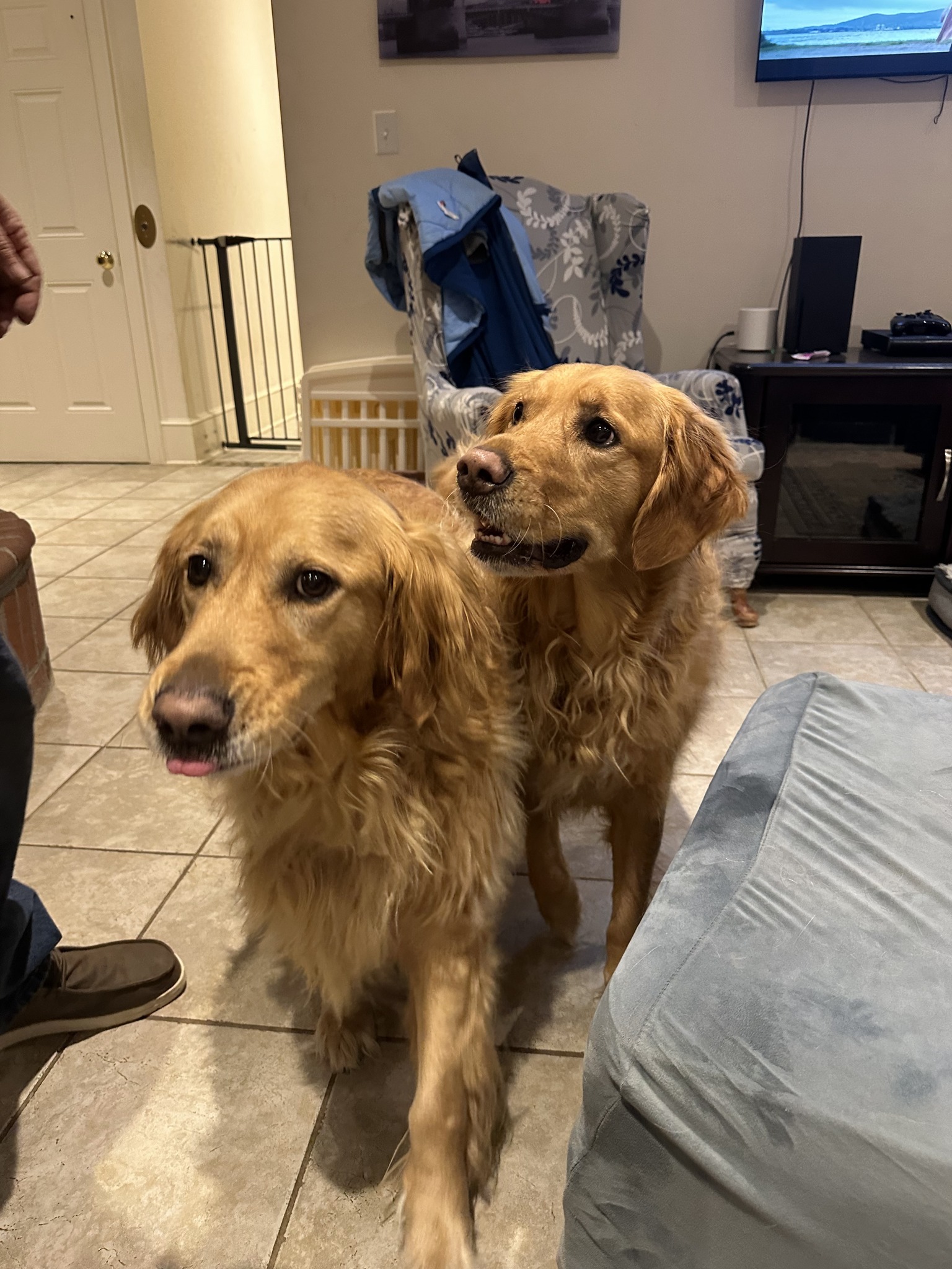 Two golden Retrievers