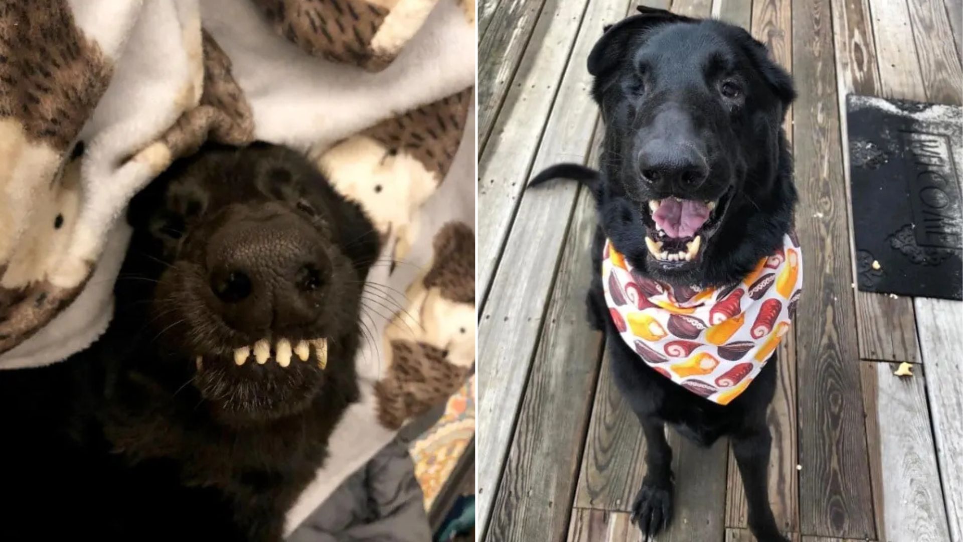 dog with funny teeth