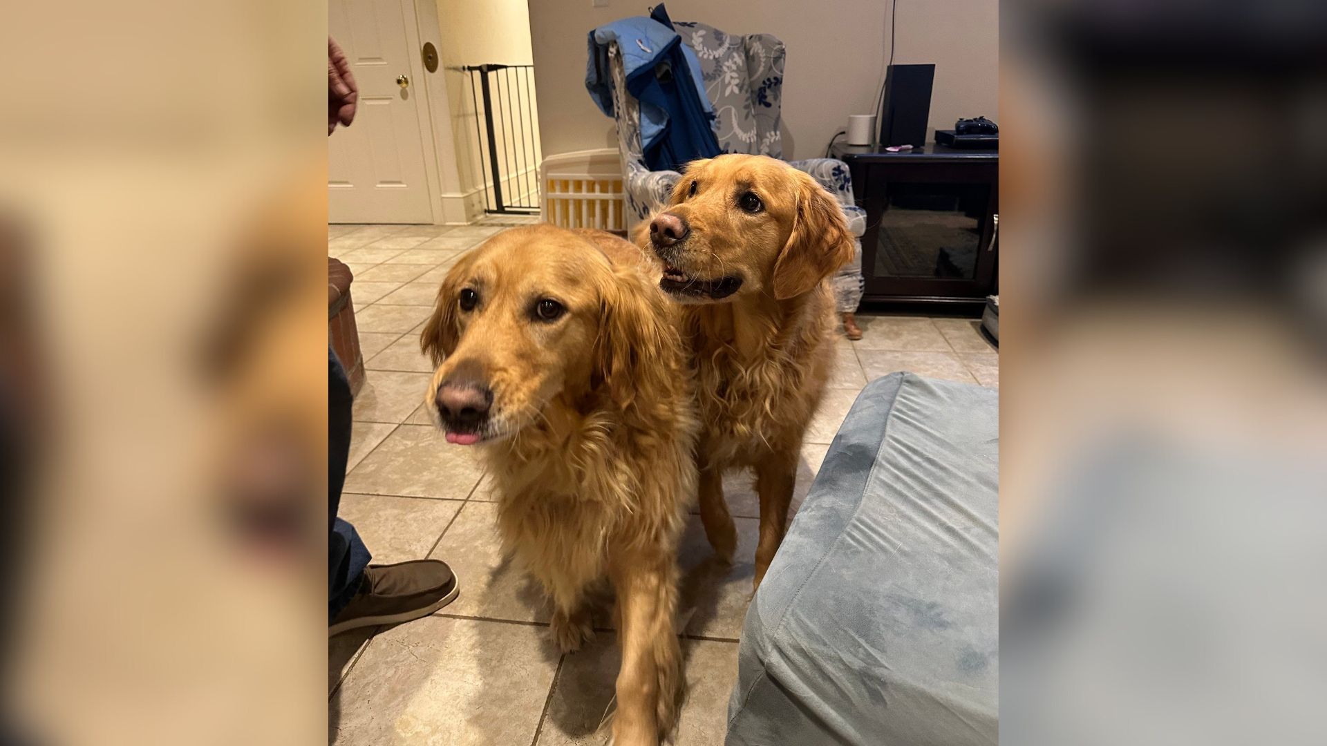 Golden Retrievers
