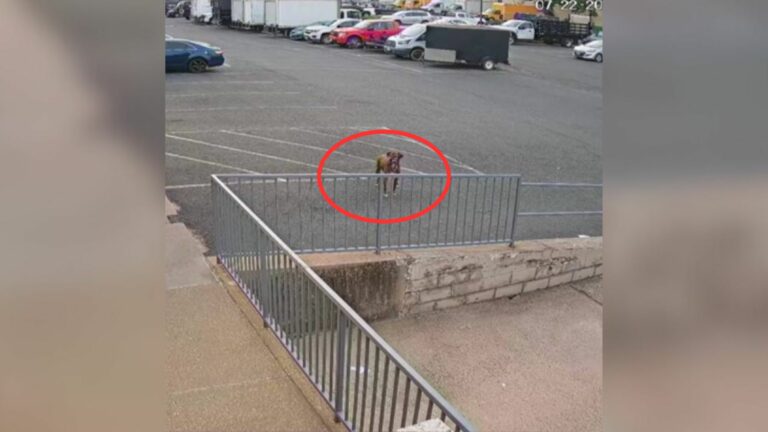 dog on parking