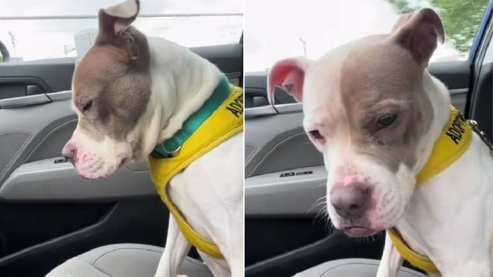 sad dog