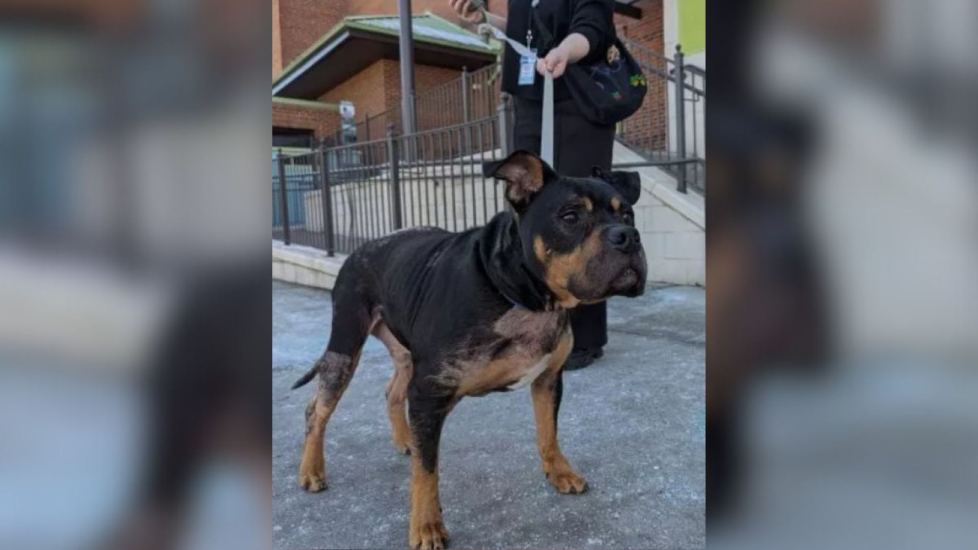 Virginia Family Requests Euthanasia For Their Dog At The Vet, Then Something Amazing Happens
