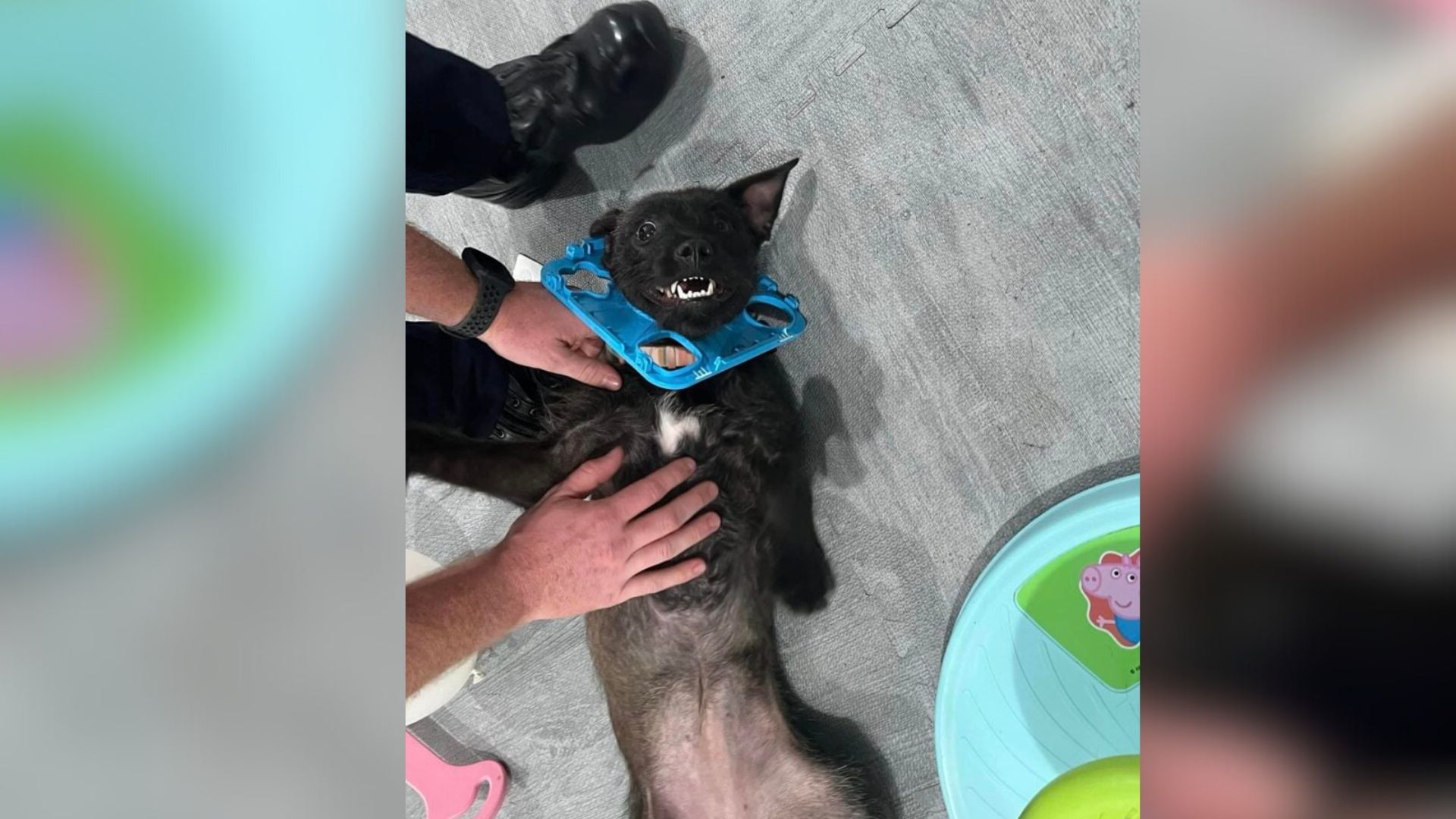 Virginia Firefighters Rush To Save Curious Pup Trapped In Child’s Toy And Melt Hearts In the Process